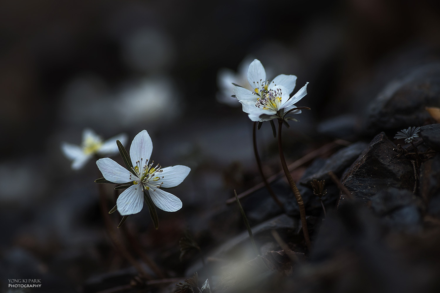 Pentax smc D-FA 100mm F2.8 Macro WR sample photo. Lovely spring wind-5 photography