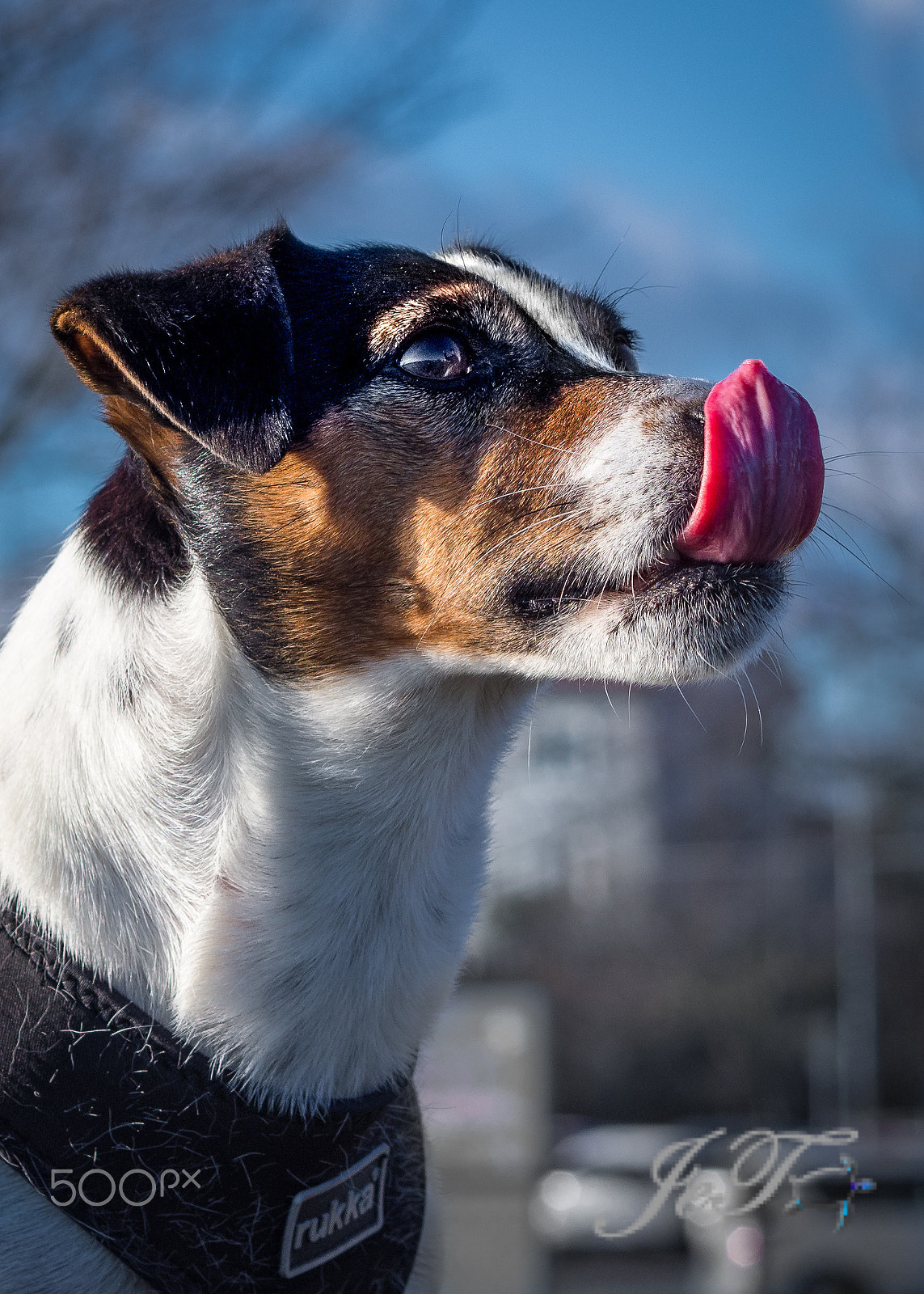 Olympus OM-D E-M10 II + Olympus M.Zuiko Digital 45mm F1.8 sample photo. Jackrussel teje photography