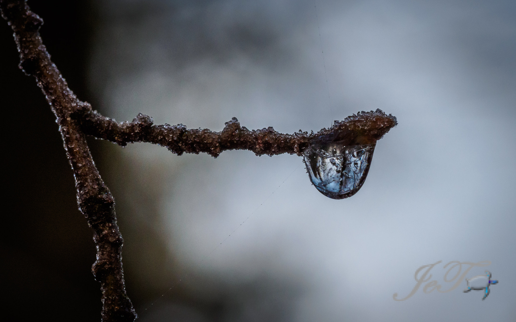 Olympus M.Zuiko Digital ED 60mm F2.8 Macro sample photo. Drops photography