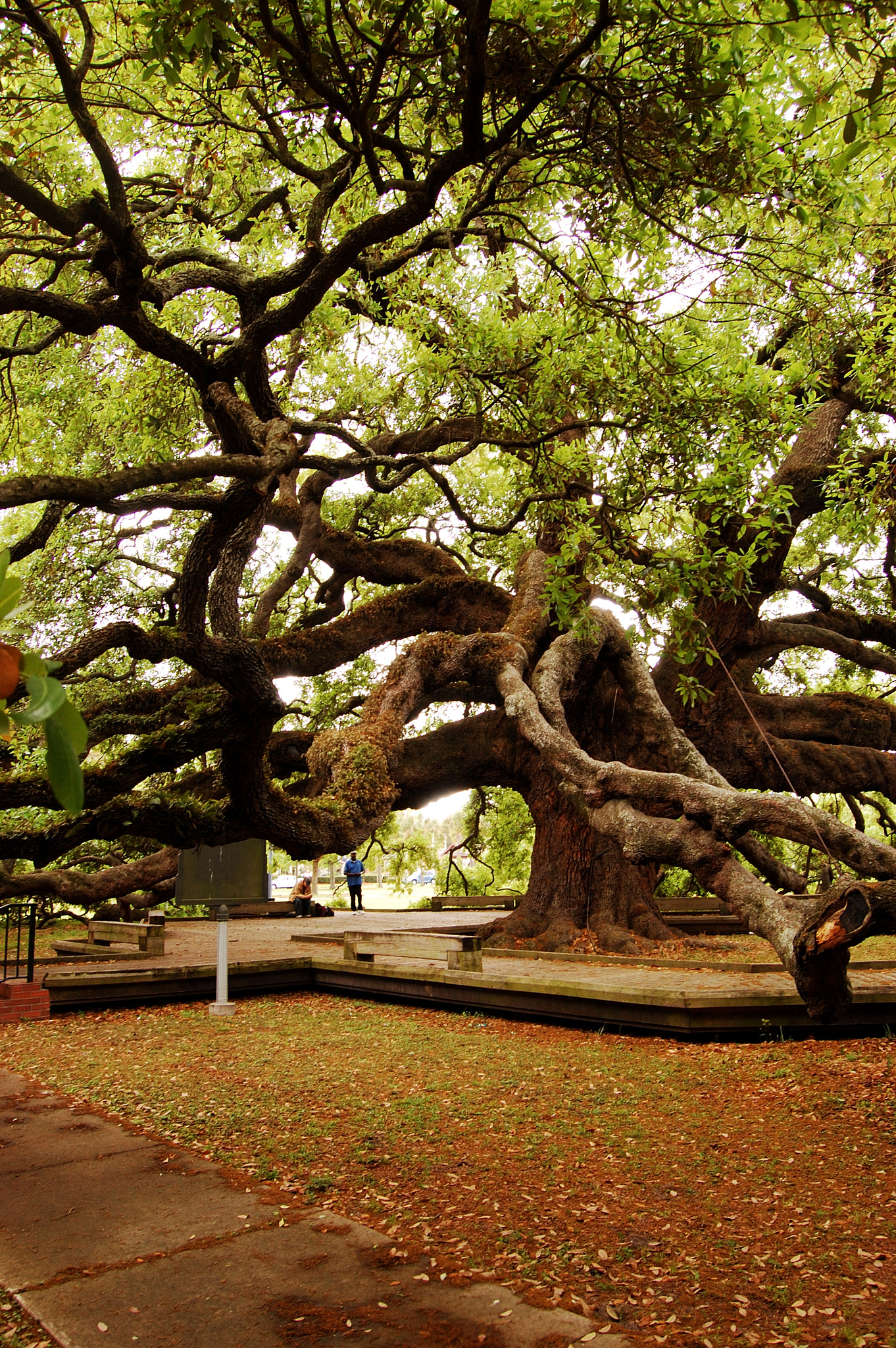 treaty oak