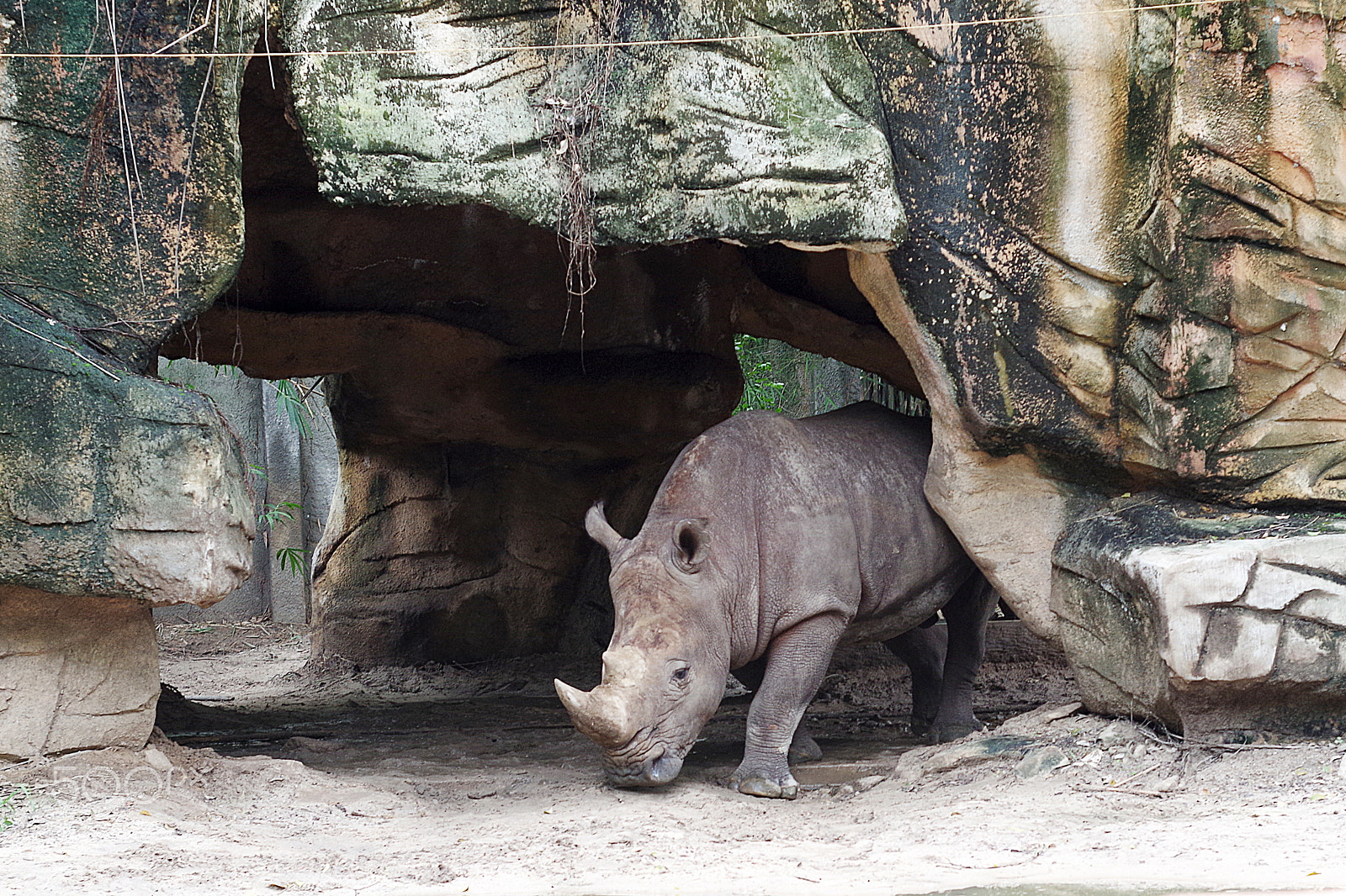 Pentax K-30 + A Series Lens sample photo. Rhino photography