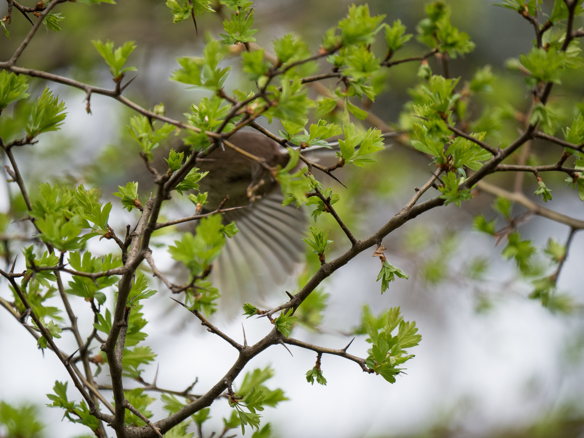 Panasonic Lumix DMC-G85 (Lumix DMC-G80) + LEICA DG 100-400/F4.0-6.3 sample photo. Miss focus or not... photography