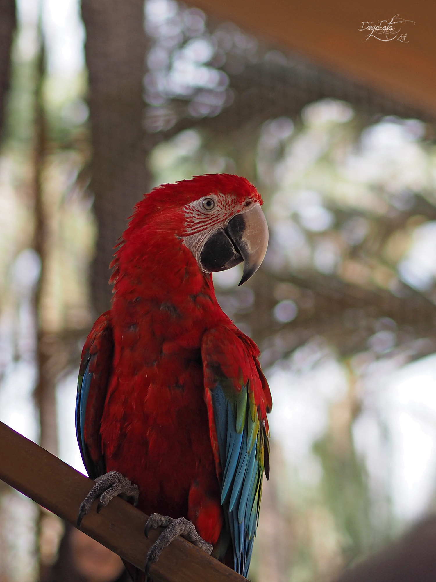Olympus OM-D E-M10 II + Olympus M.Zuiko Digital 45mm F1.8 sample photo. Guacamayo rojo de alas amarillas o guacamayo macao (ara macao) photography