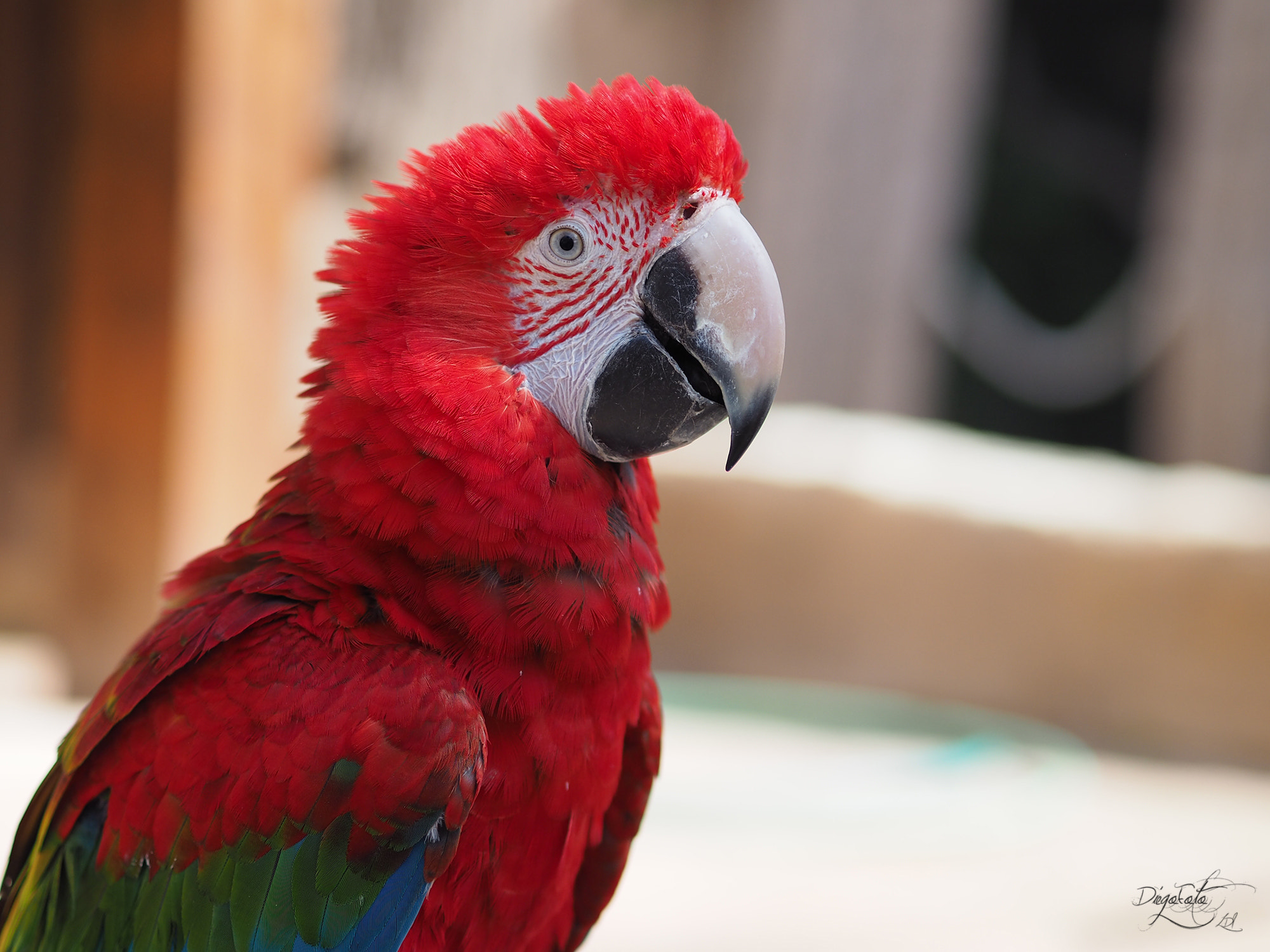 Olympus OM-D E-M10 II + Olympus M.Zuiko Digital 45mm F1.8 sample photo. Guacamayo rojo de alas amarillas o guacamayo macao (ara macao) photography