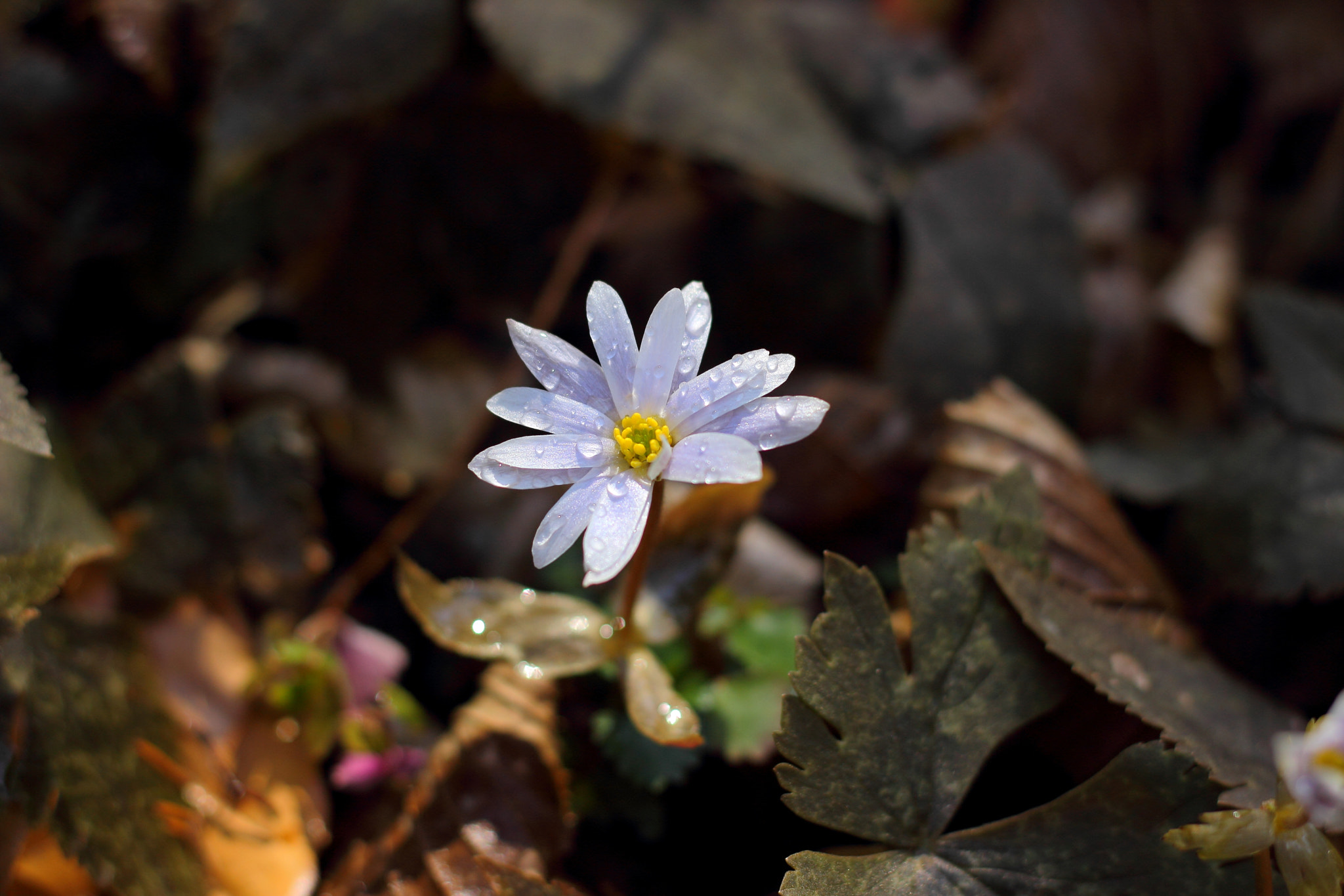 Canon EOS 600D (Rebel EOS T3i / EOS Kiss X5) sample photo. 早春の花（ユキワリイチゲ） photography