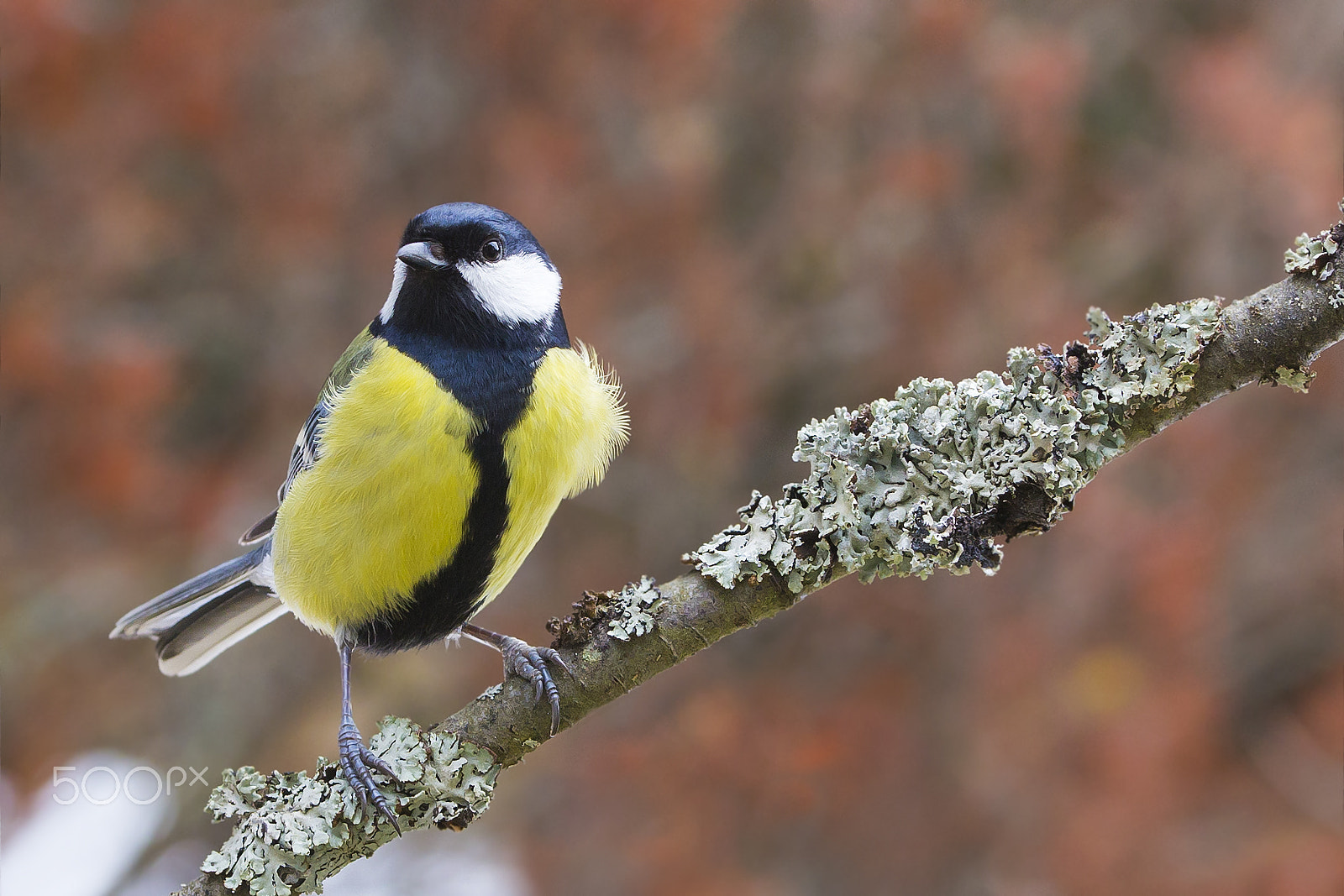 Sigma 105mm F2.8 EX DG OS HSM sample photo. Talitiainen great tit photography