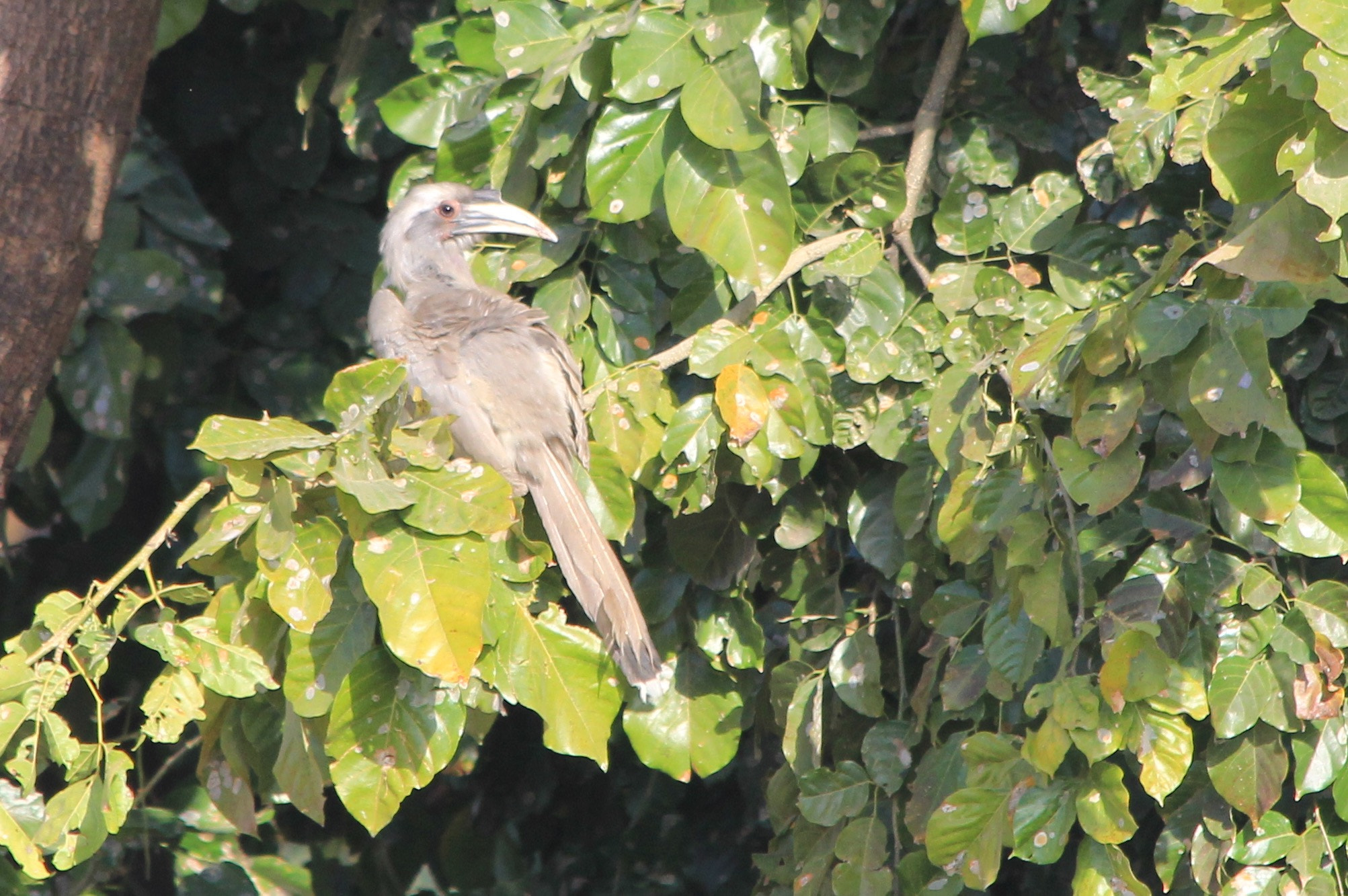 Canon EF 70-300mm F4-5.6 IS USM sample photo. Indian grey hornbill photography