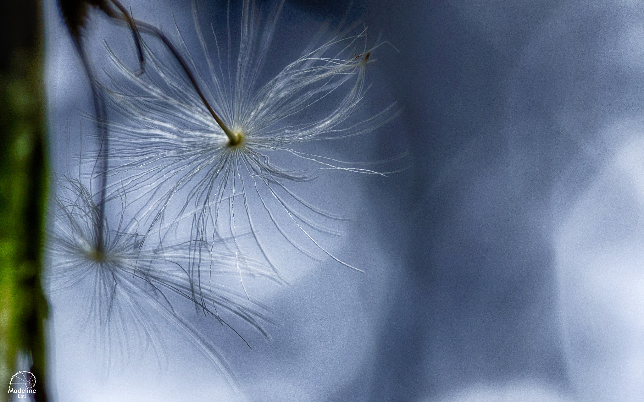 Sigma 105mm F2.8 EX DG OS HSM sample photo. Pissenlit photography