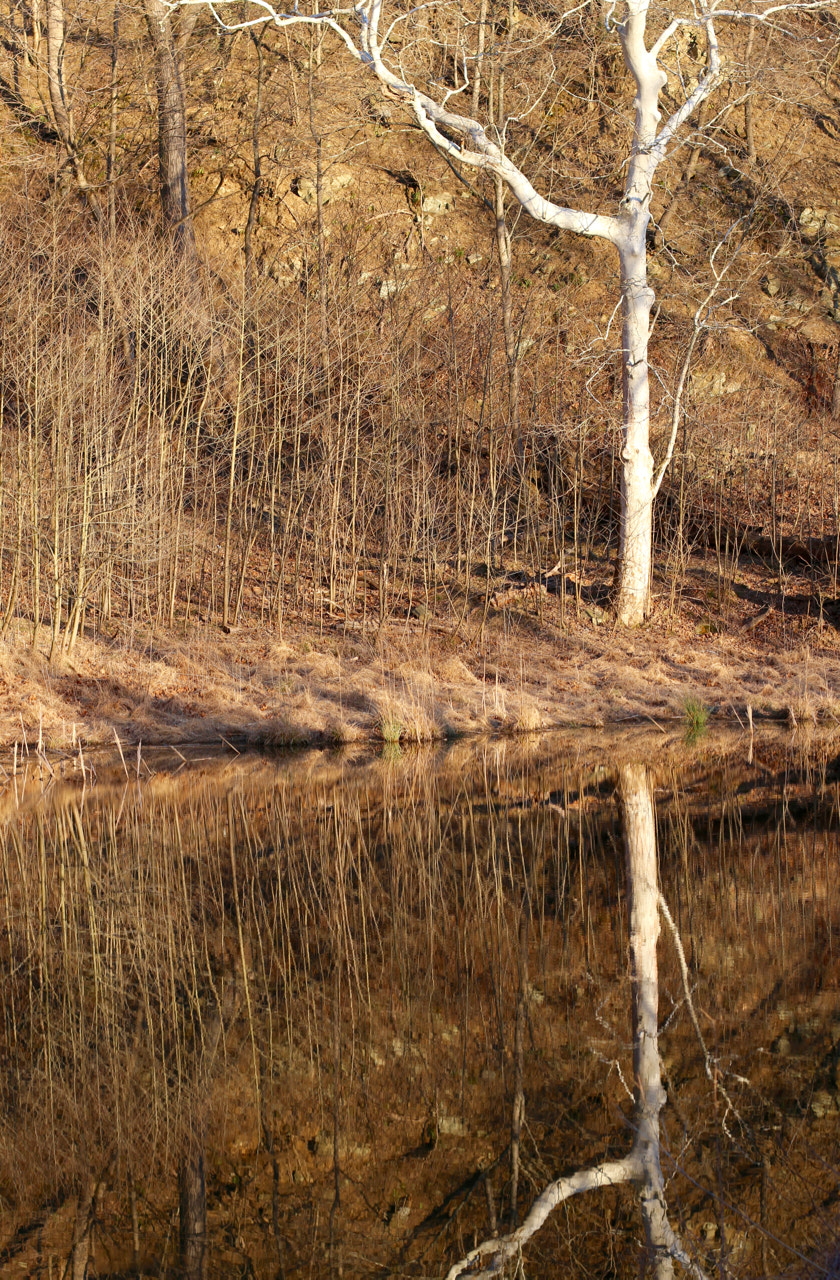 Canon EOS 100D (EOS Rebel SL1 / EOS Kiss X7) sample photo. February reflections photography
