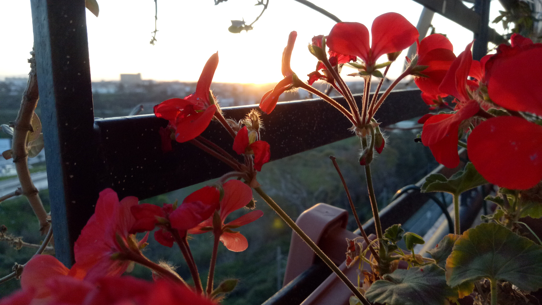 OPPO X9009 sample photo