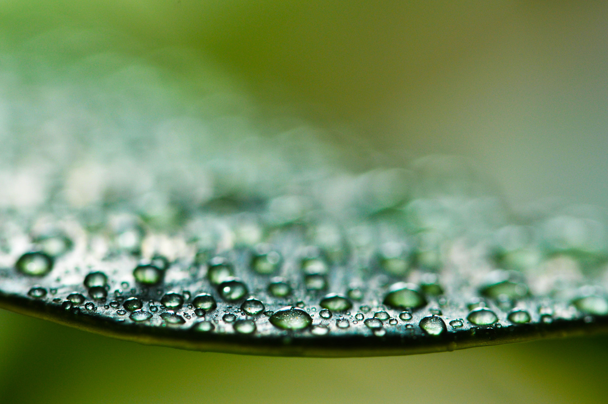 Nikon D5000 sample photo. Drops on leave photography