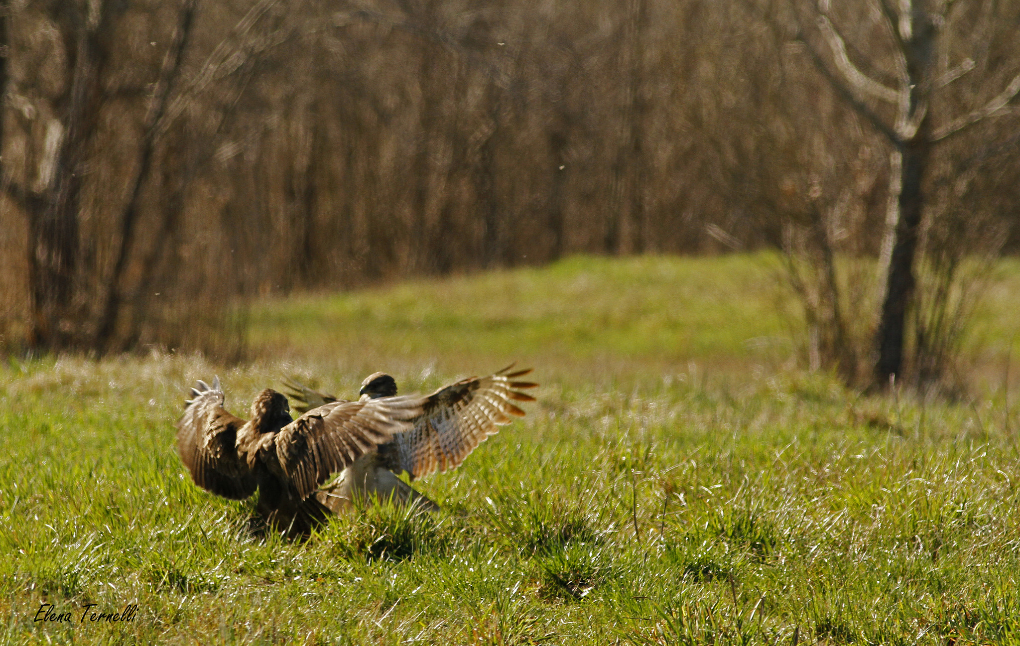 Canon EOS 7D + Canon EF 300mm f/4L sample photo. Common buzzards confronting themselves photography