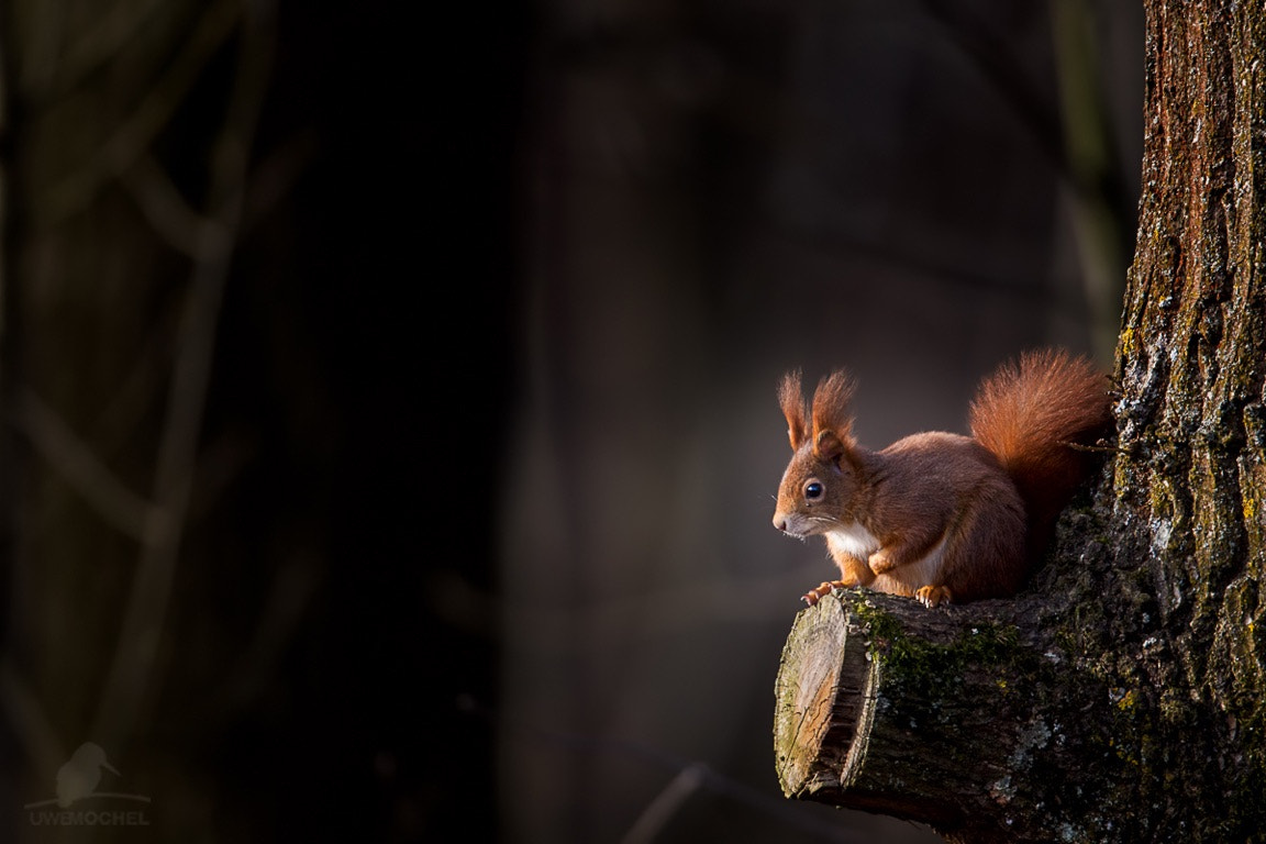 Canon EOS-1D Mark IV + Canon EF 600mm F4L IS II USM sample photo. Eichhörnchen (sciurus vulgaris) im morgenlicht photography