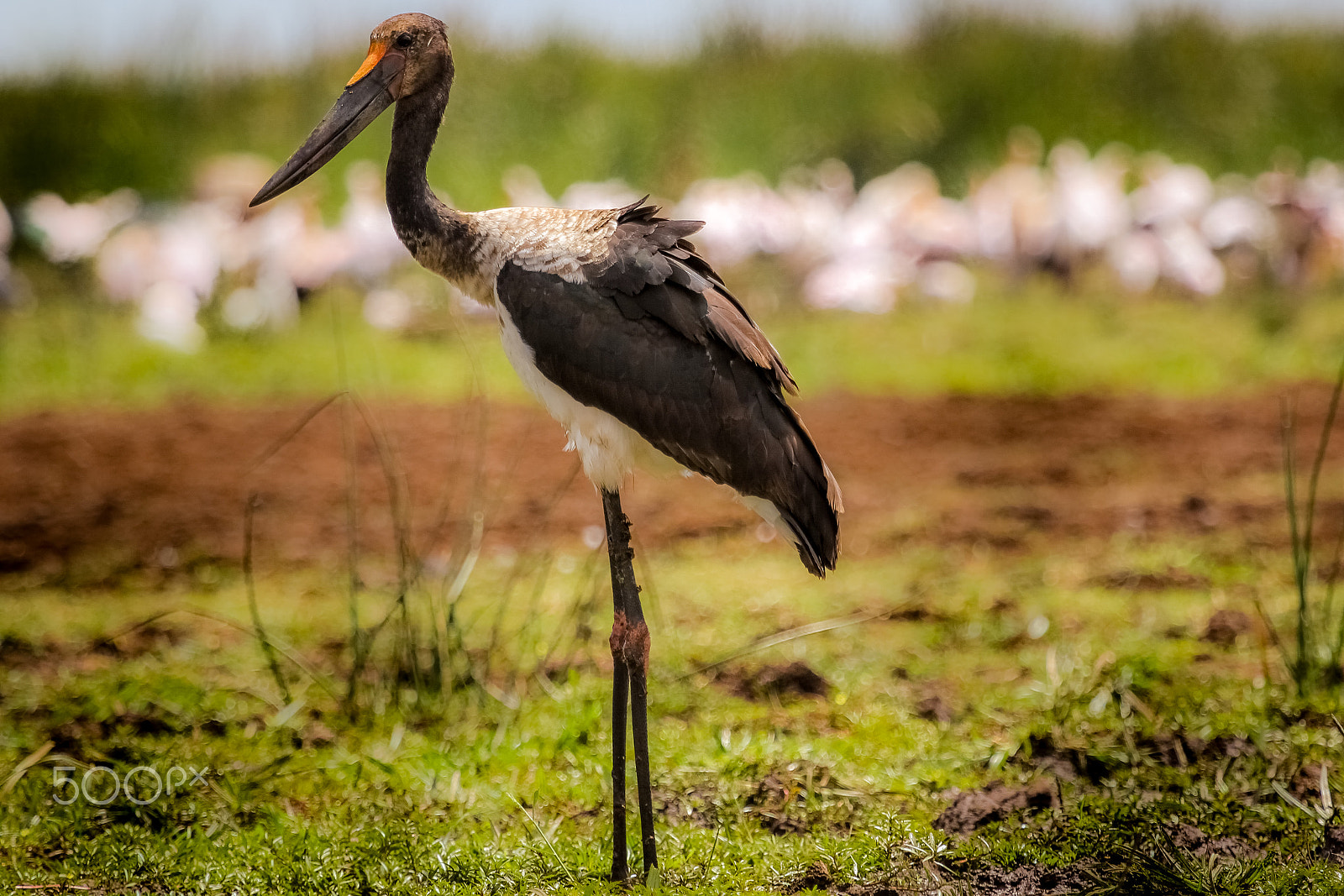 Canon EF 100-400mm F4.5-5.6L IS USM sample photo. Saddle billed stork photography