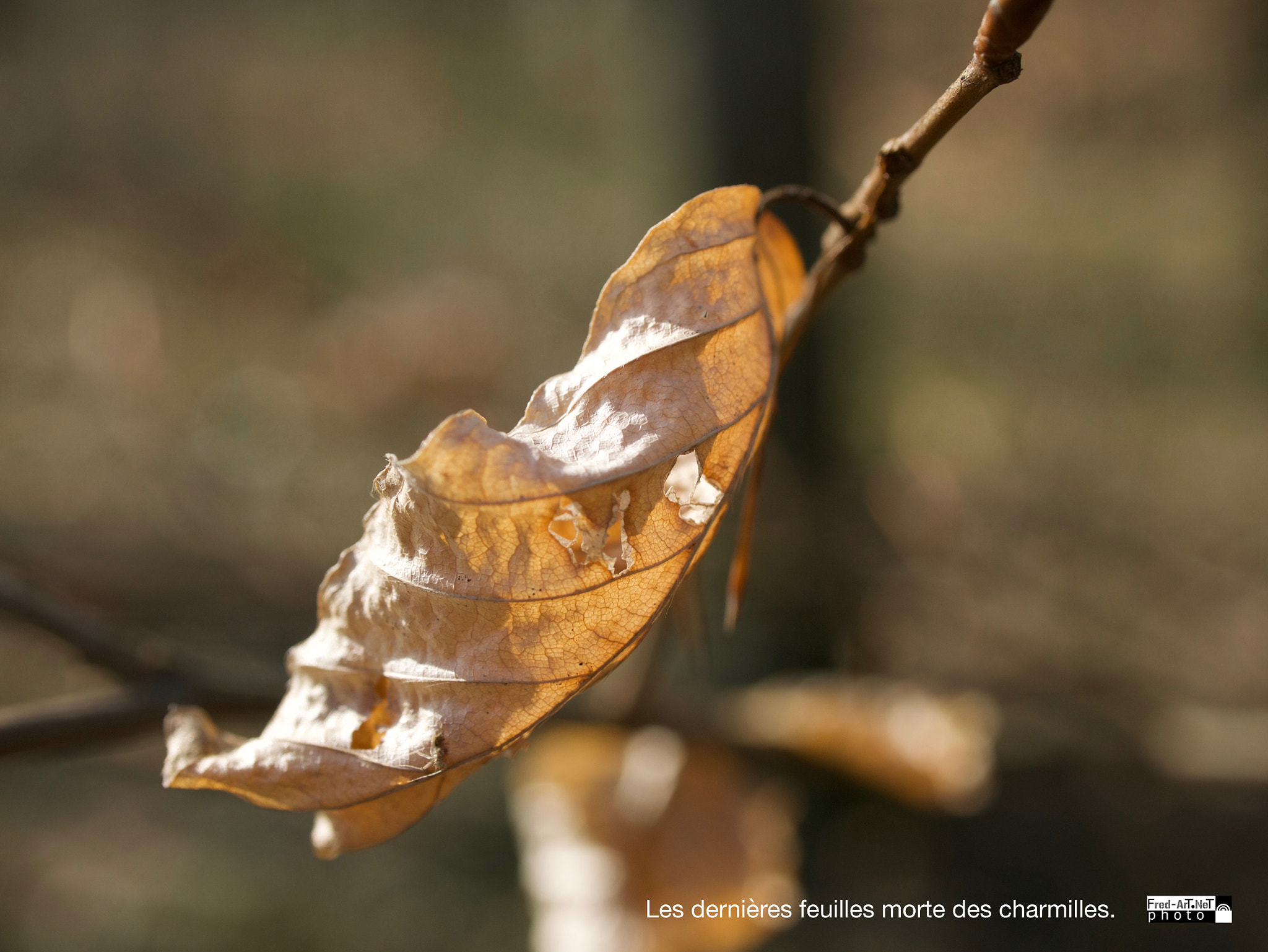 Panasonic DMC-G70 sample photo. Dernières feuilles mortes photography