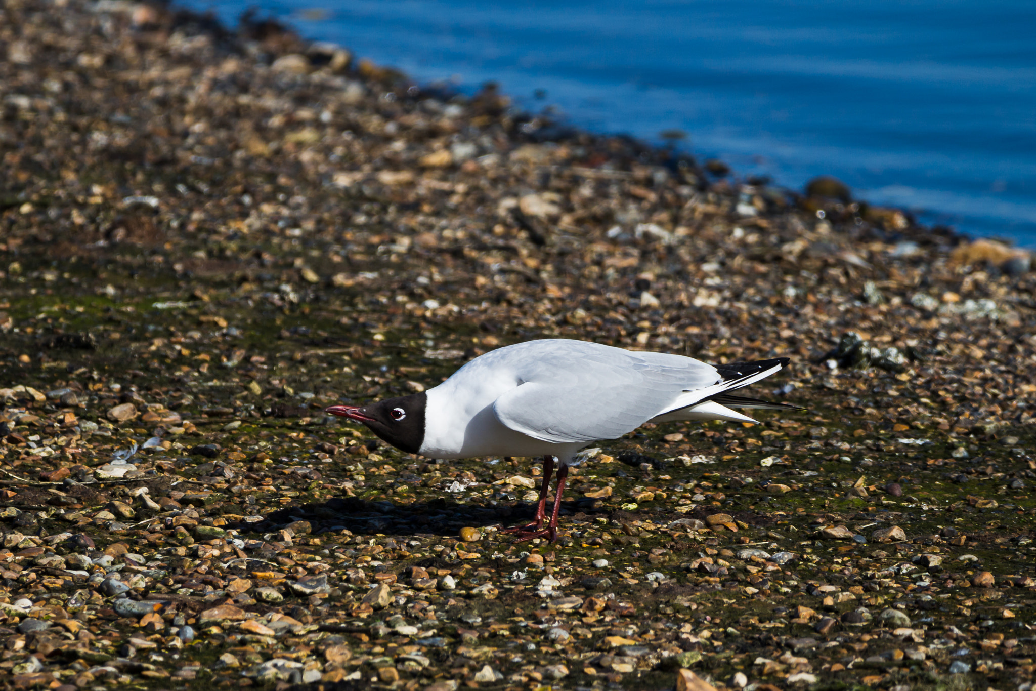 150-600mm F5-6.3 DG OS HSM | Contemporary 015 sample photo. Black-headed gull photography