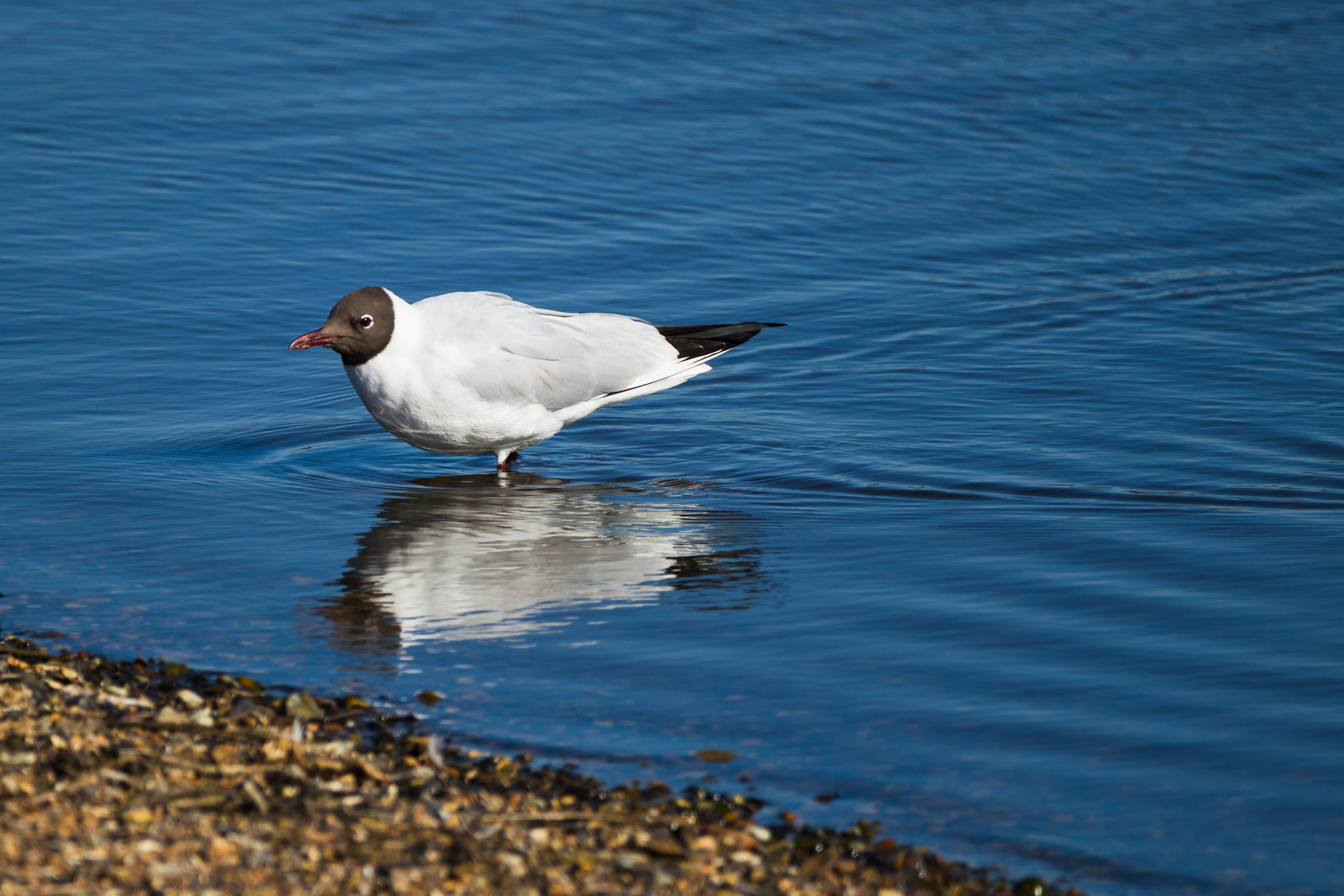 150-600mm F5-6.3 DG OS HSM | Contemporary 015 sample photo. Black-headed gull photography