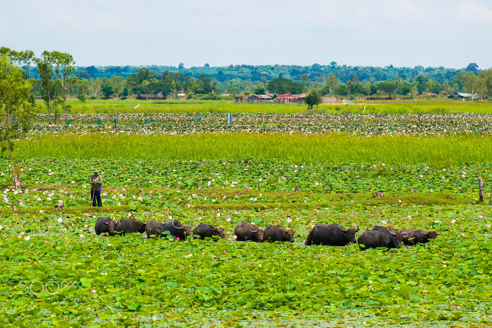 Nikon D5300 + Tamron SP 70-300mm F4-5.6 Di VC USD sample photo. A herd of water buffaloes photography