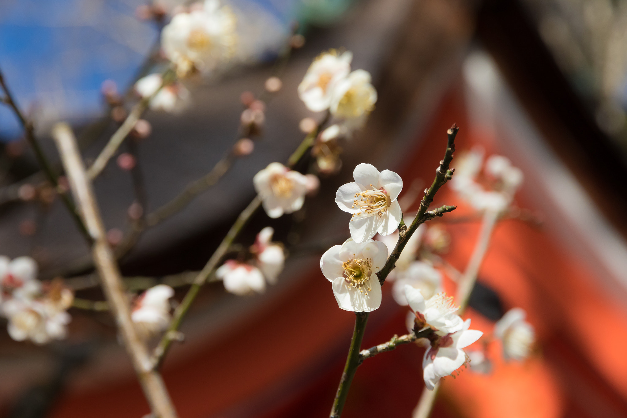 Canon EOS 7D Mark II + Canon EF-S 15-85mm F3.5-5.6 IS USM sample photo. Plum flower photography