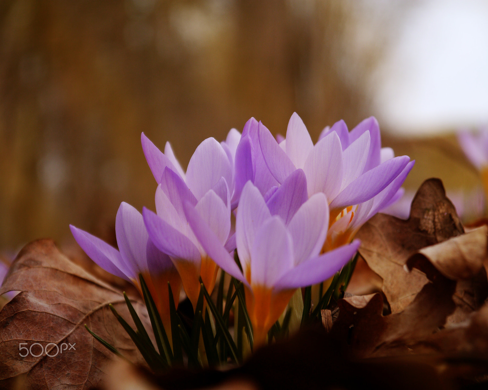 Panasonic Lumix DMC-G3 sample photo. Spring awakening photography
