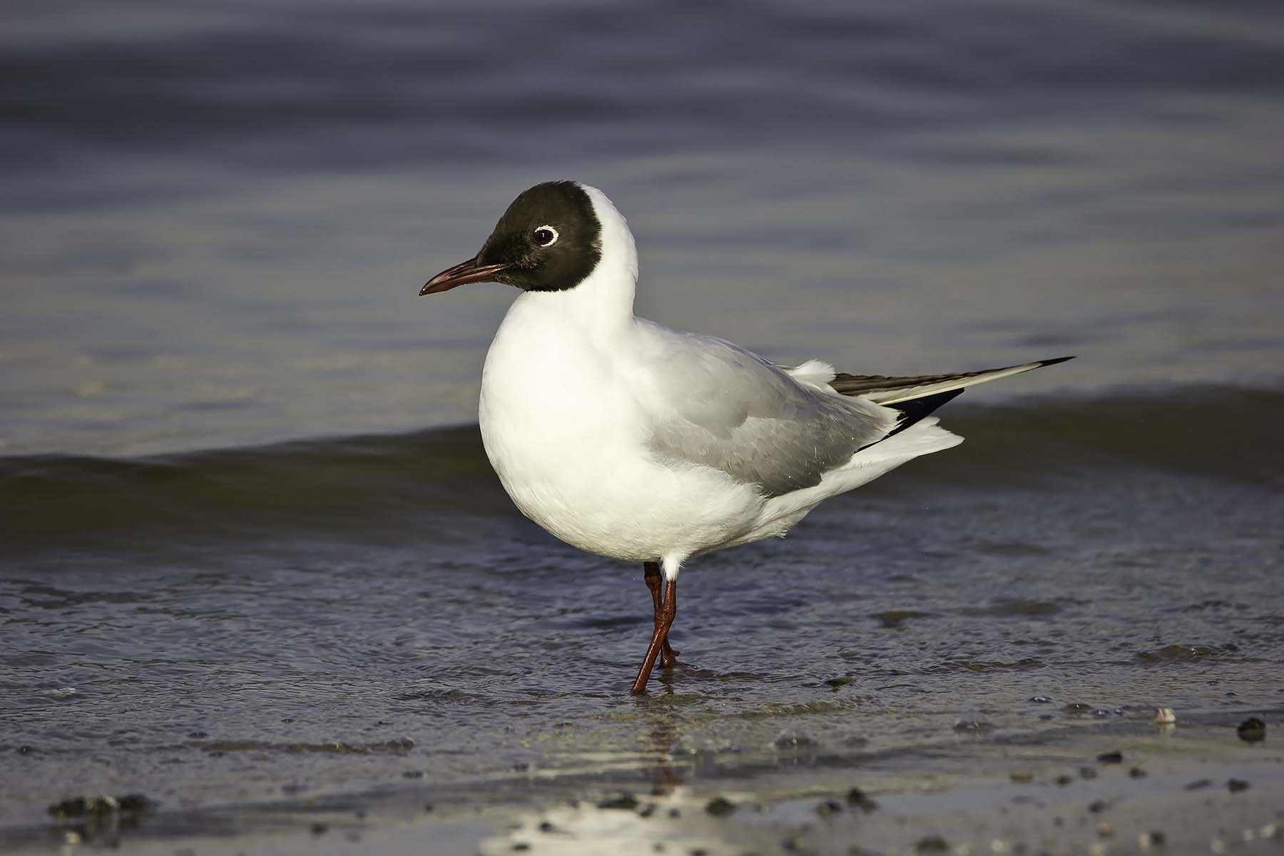 Canon EOS 550D (EOS Rebel T2i / EOS Kiss X4) sample photo. Black headed gull photography