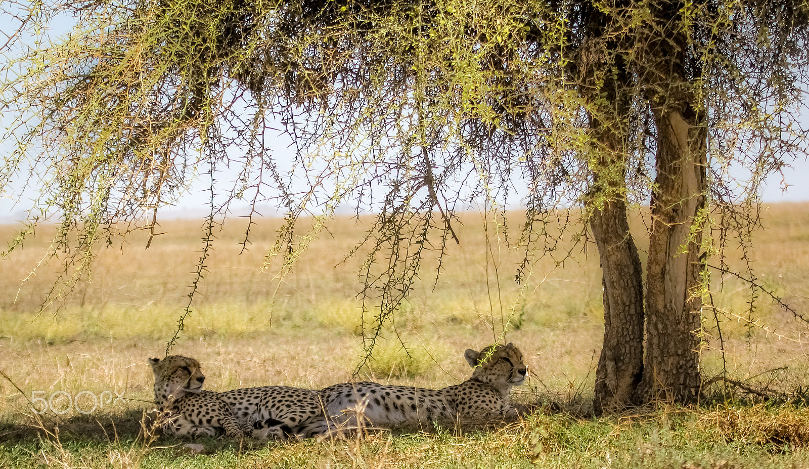 Canon EOS 550D (EOS Rebel T2i / EOS Kiss X4) sample photo. Male cheetahs in the shade photography