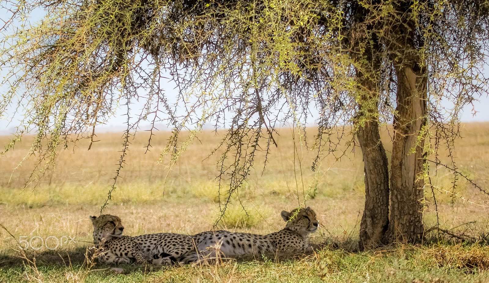 Canon EF 100-400mm F4.5-5.6L IS USM sample photo. Male cheetahs in the shade photography