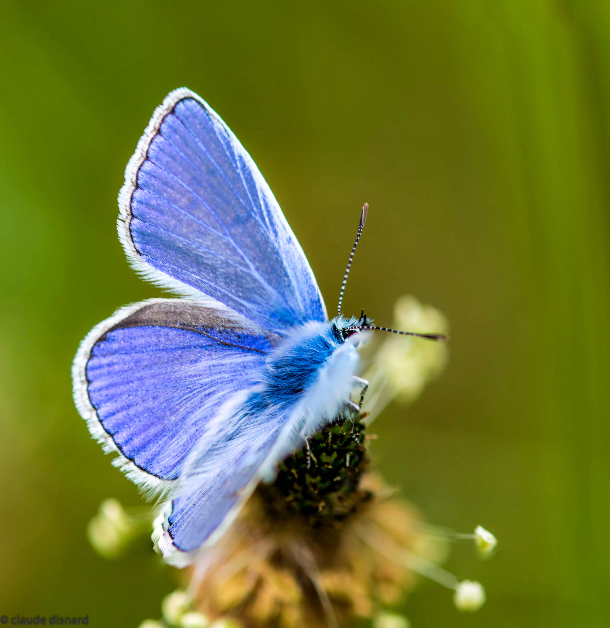 Sigma 105mm F2.8 EX DG OS HSM sample photo. Argus bleu photography