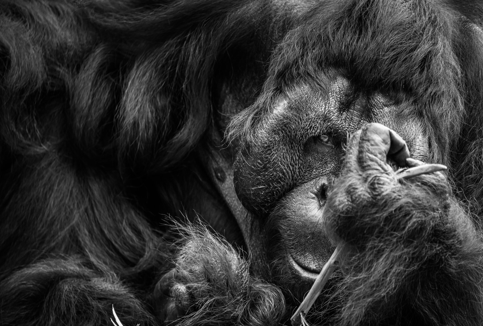 Sony a7 sample photo. Bornean orangutan photography