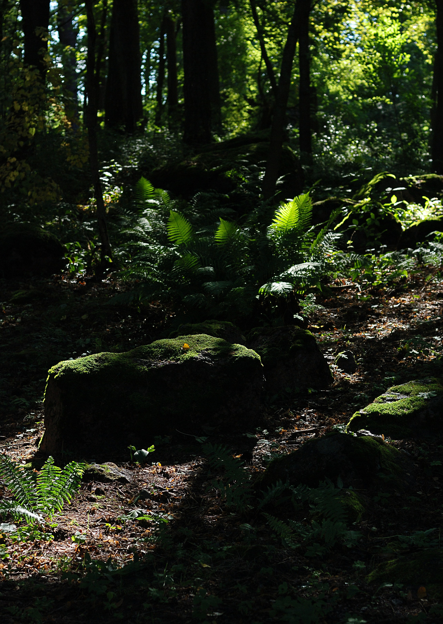 Nikon D80 + Nikon AF Nikkor 50mm F1.4D sample photo. Mystery forest photography
