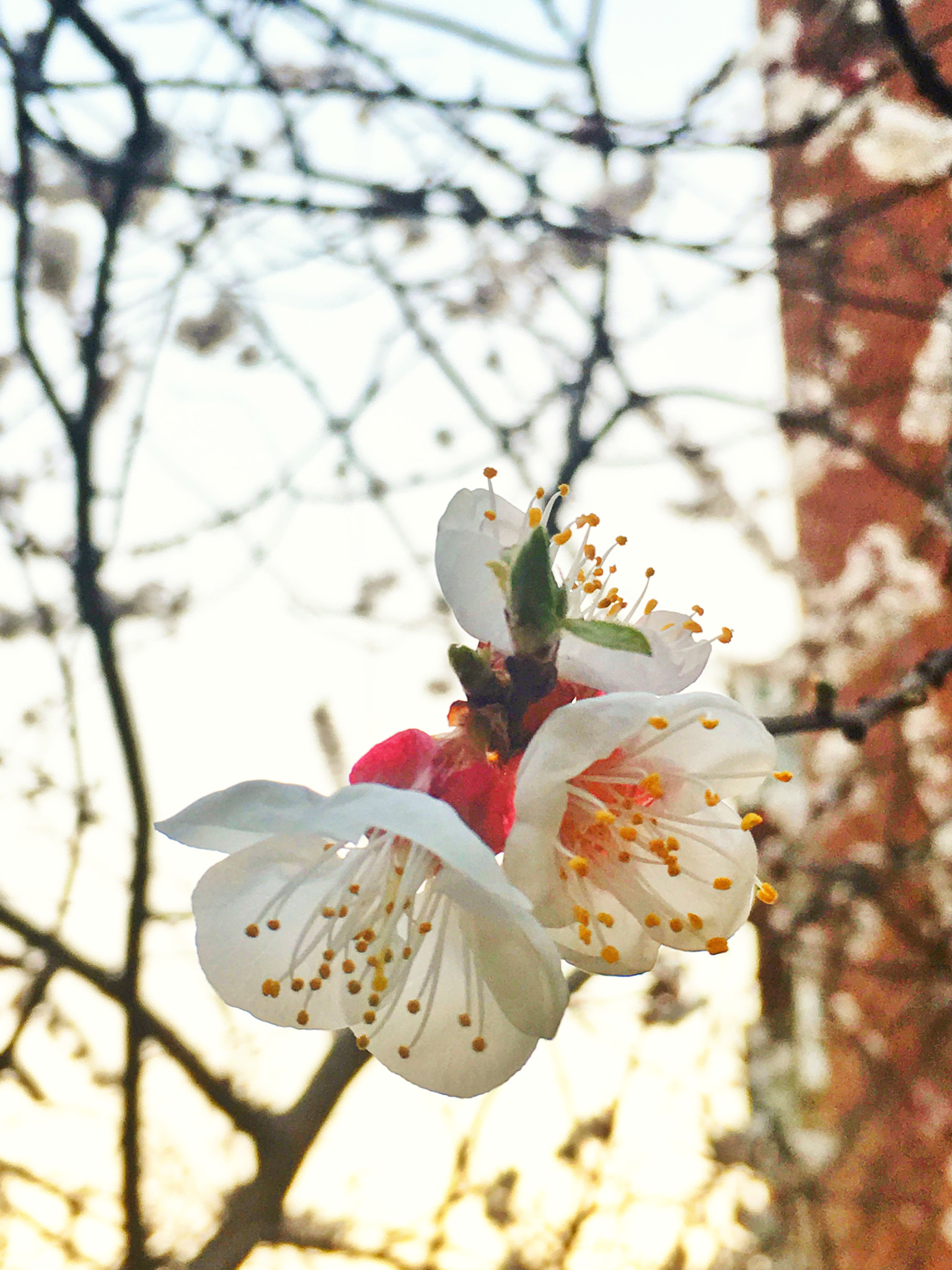 Apple iPhone8,2 sample photo