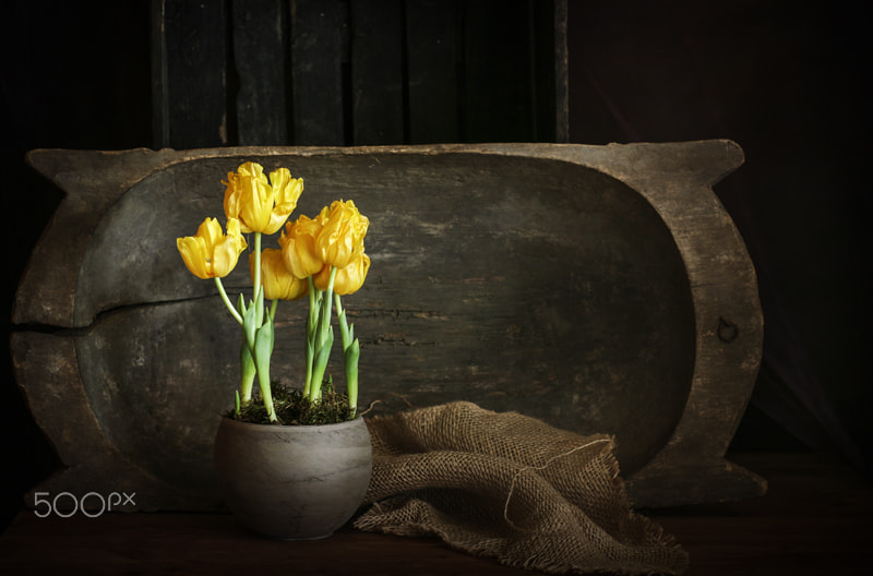 Canon EF 85mm F1.2L II USM sample photo. - photography