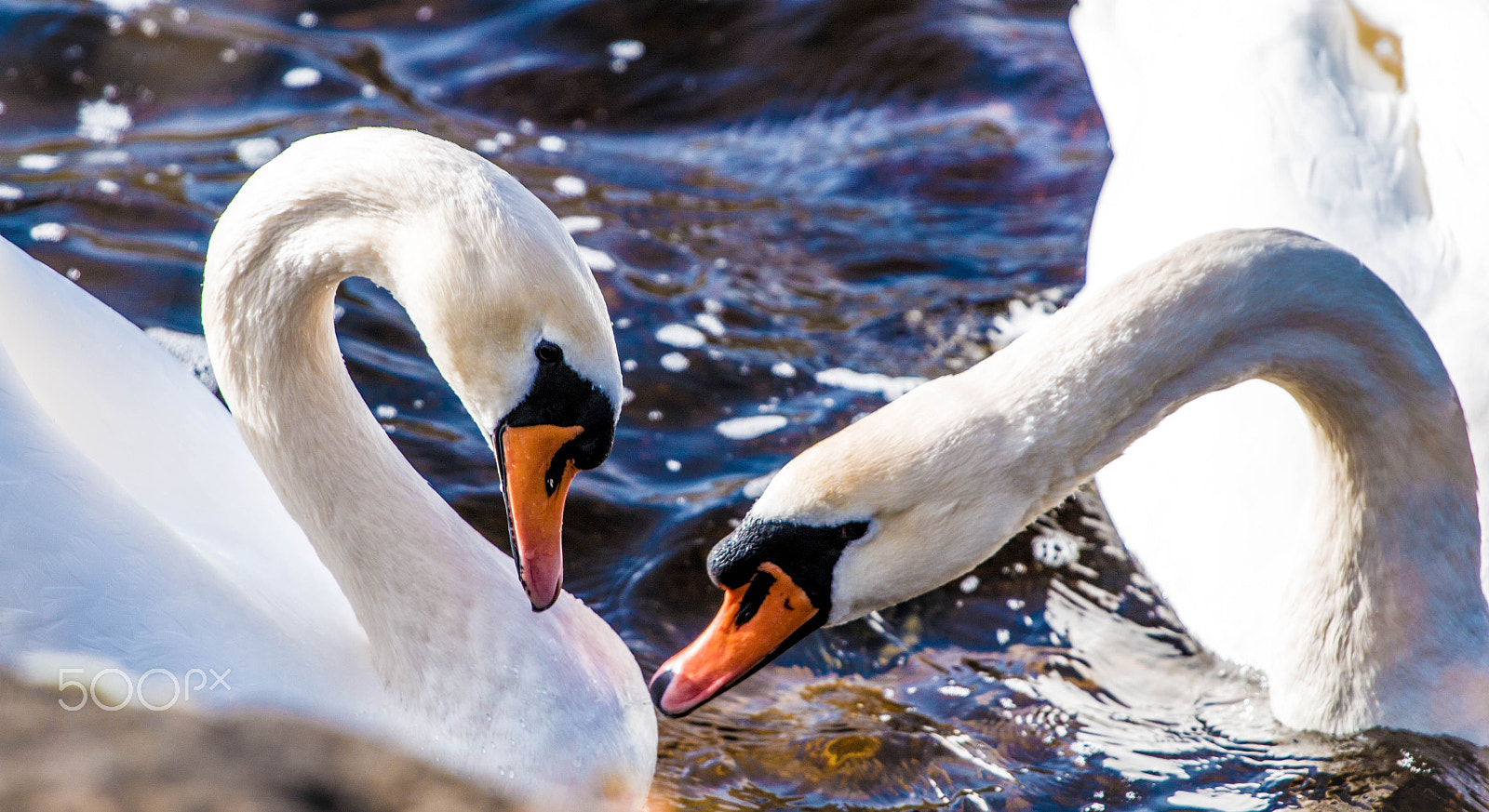 Canon EOS 70D + Canon EF 70-200mm F4L USM sample photo. Swan couple photography