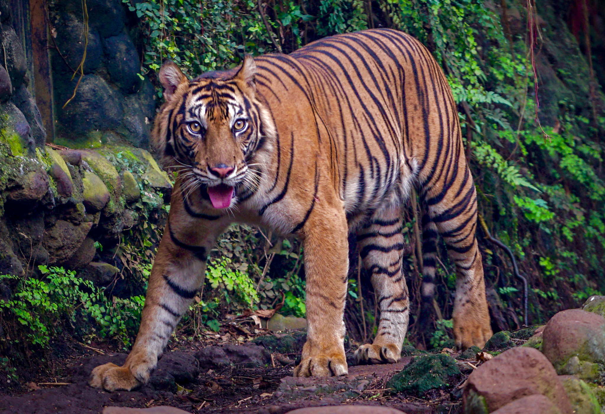 Sony a7R II + Sony FE 70-200mm F4 G OSS sample photo. Tiger photography