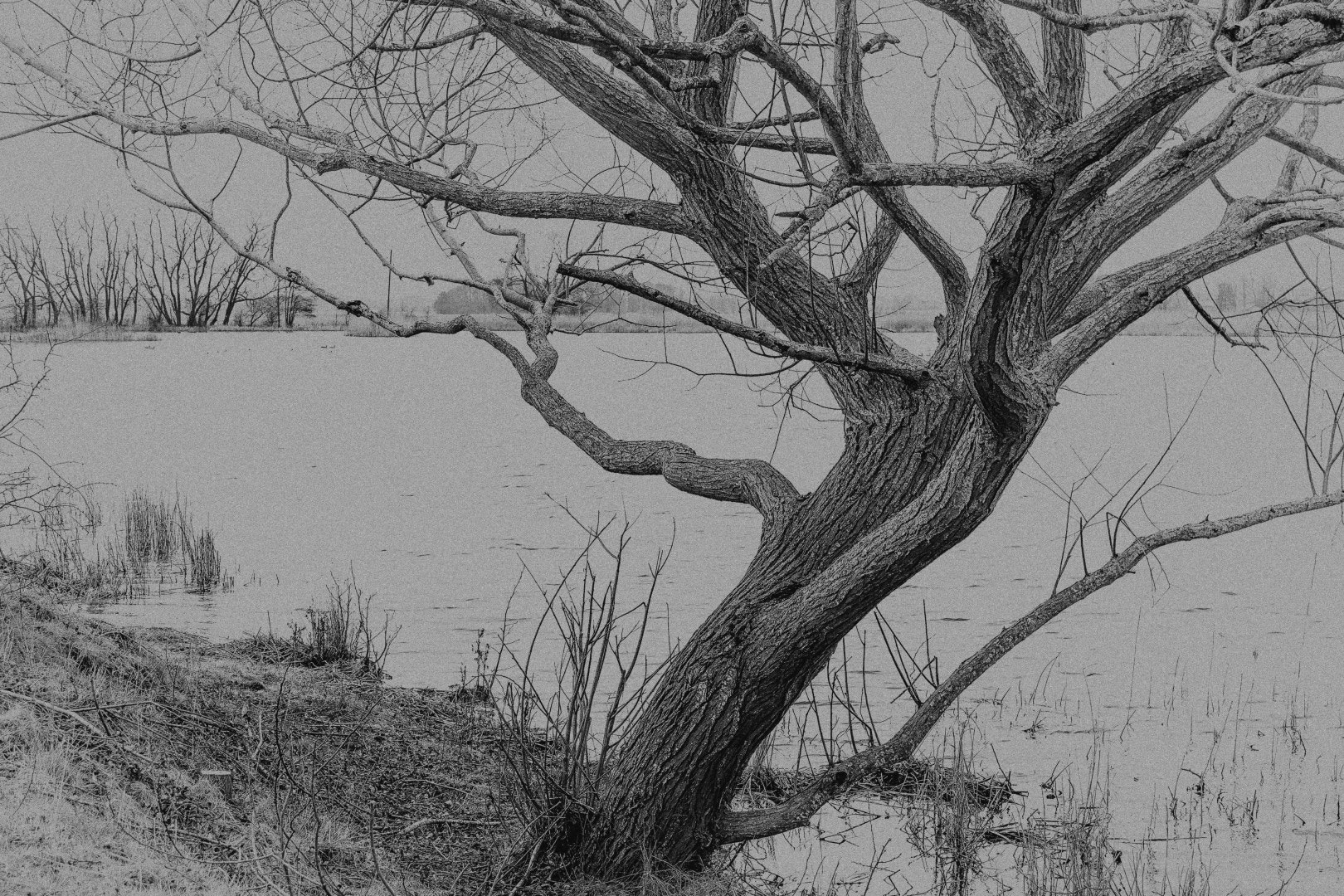 Canon EF-S 18-200mm F3.5-5.6 IS sample photo. A tree photography