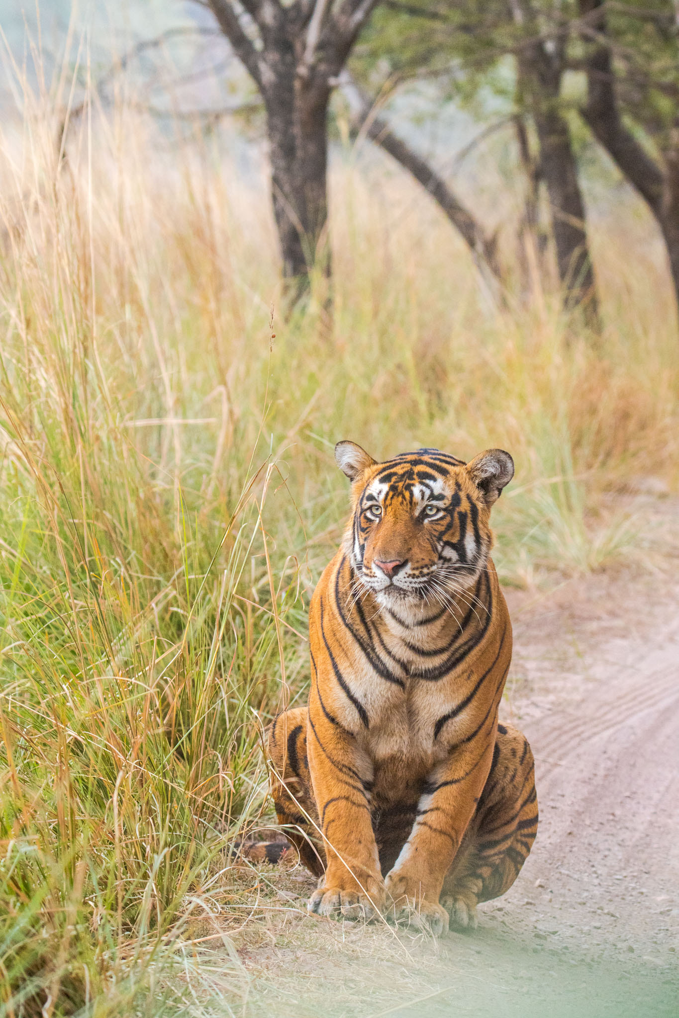 Nikon D500 sample photo. Pacman from ranthambore photography