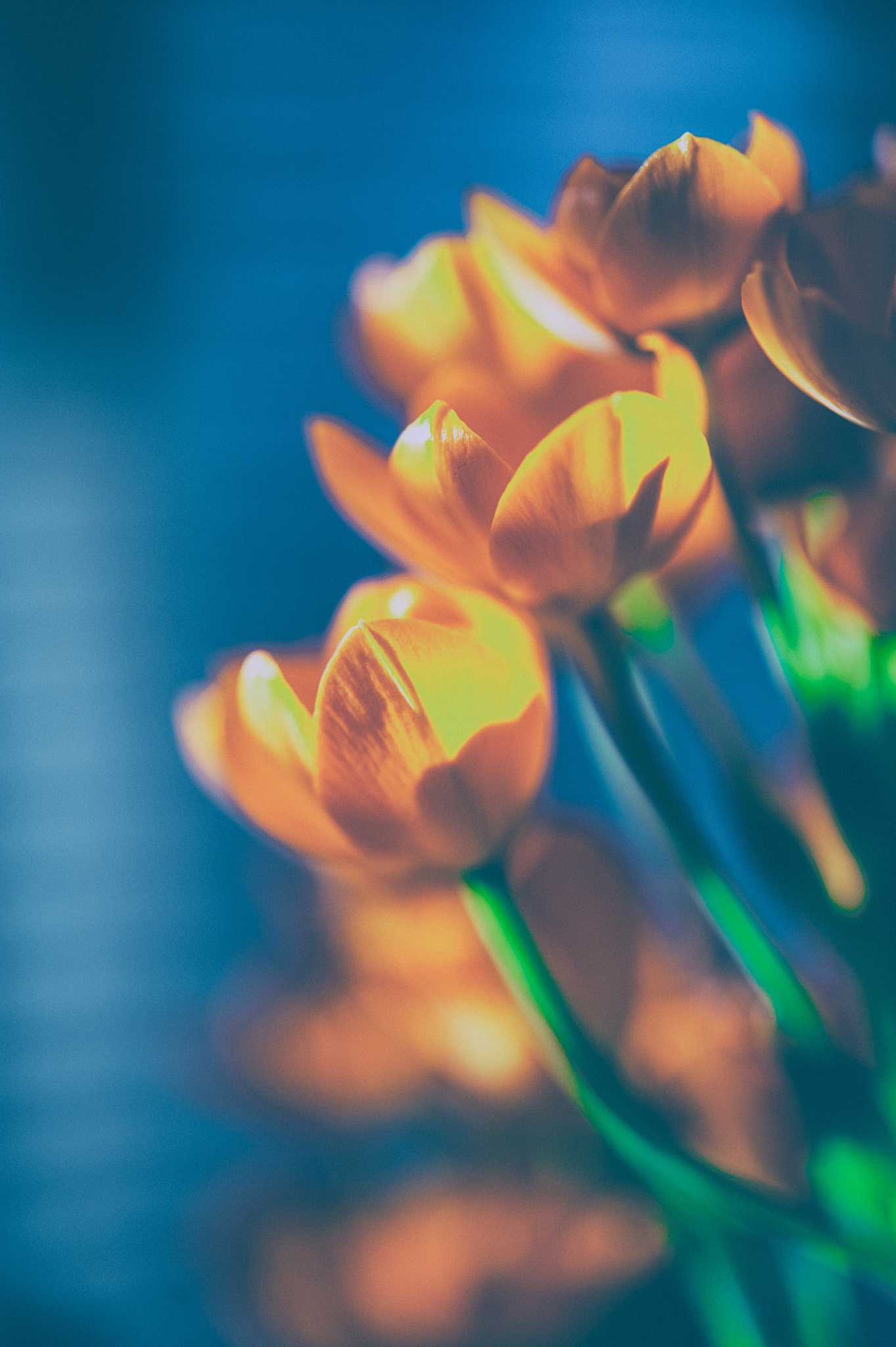 Nikon AF-S Micro-Nikkor 60mm F2.8G ED sample photo. Flower power photography