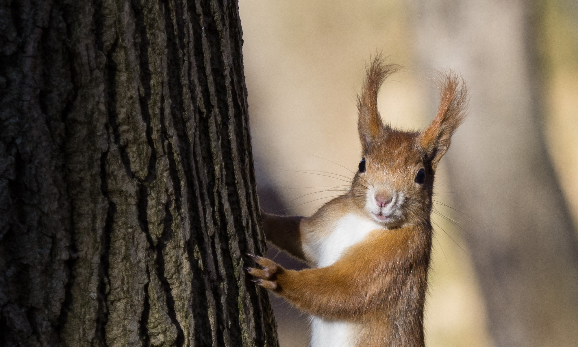 Olympus M.Zuiko Digital ED 40-150mm F2.8 Pro sample photo. Squirrel photography