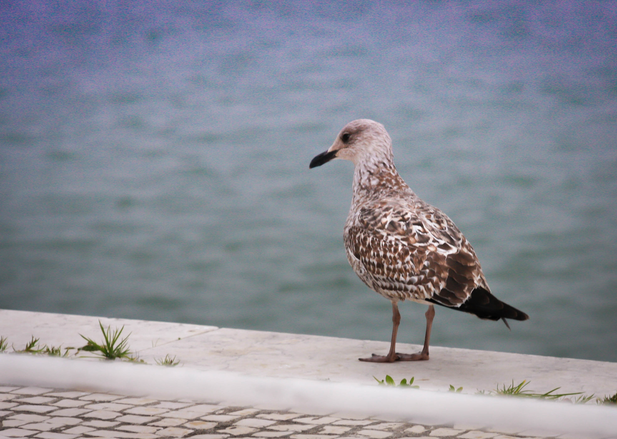 Sigma 18-200mm f/3.5-6.3 DC OS sample photo. Img photography