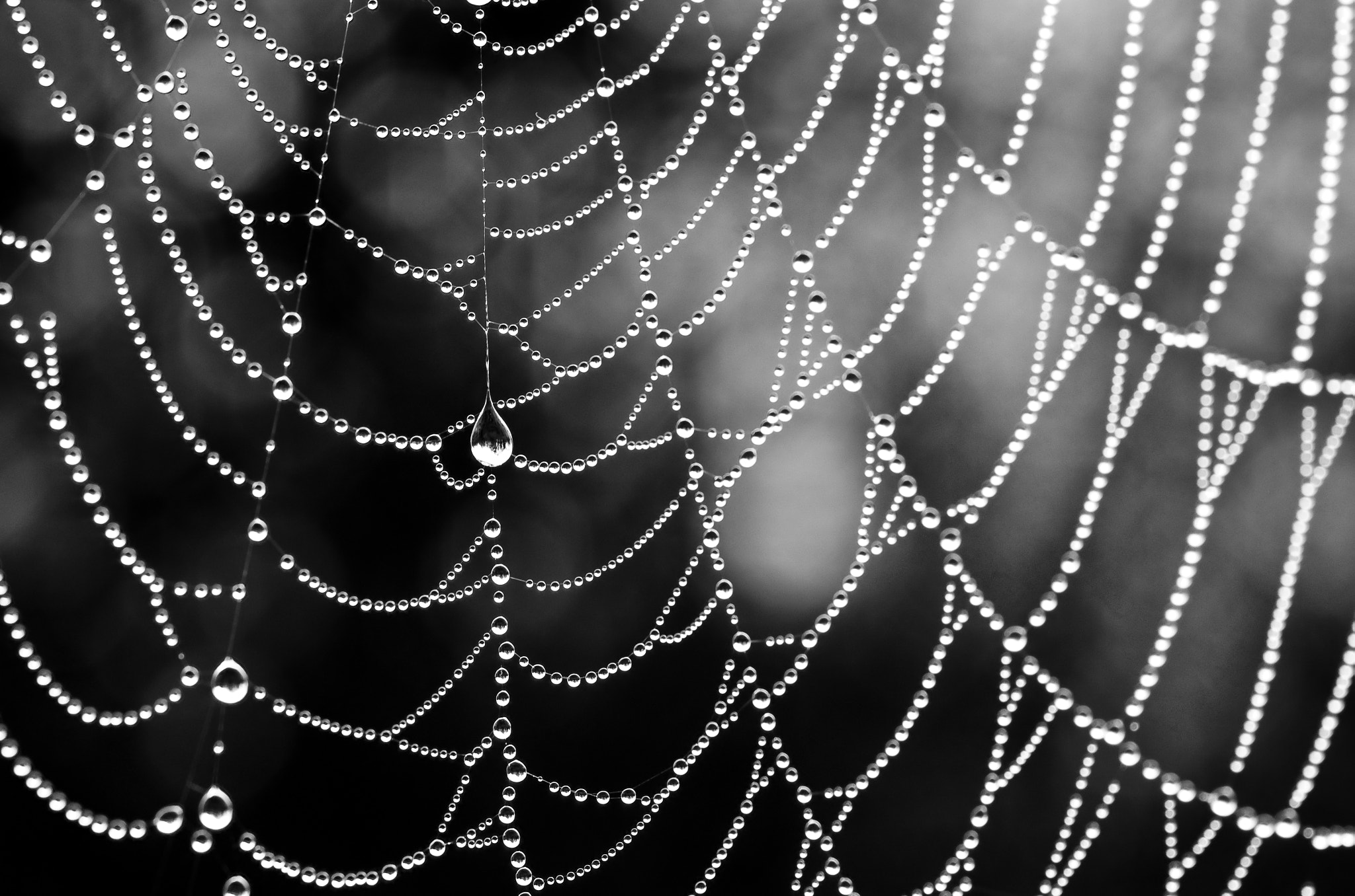 Pentax smc D-FA 100mm F2.8 Macro WR sample photo. Dentelle de rosée sur toile d'araignée photography