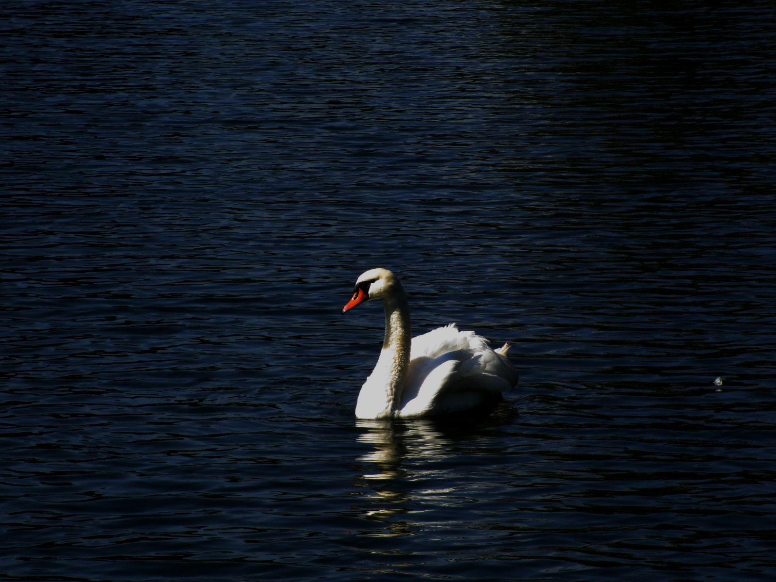 Canon PowerShot ELPH 310 HS (IXUS 230 HS / IXY 600F) sample photo. Schwanenweiher, bad bergzabern photography