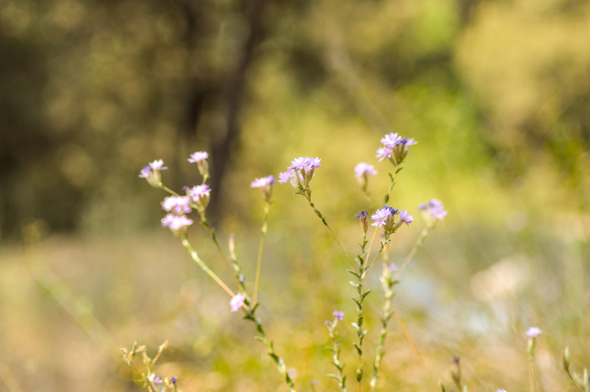 Nikon D3200 sample photo. Little flower photography