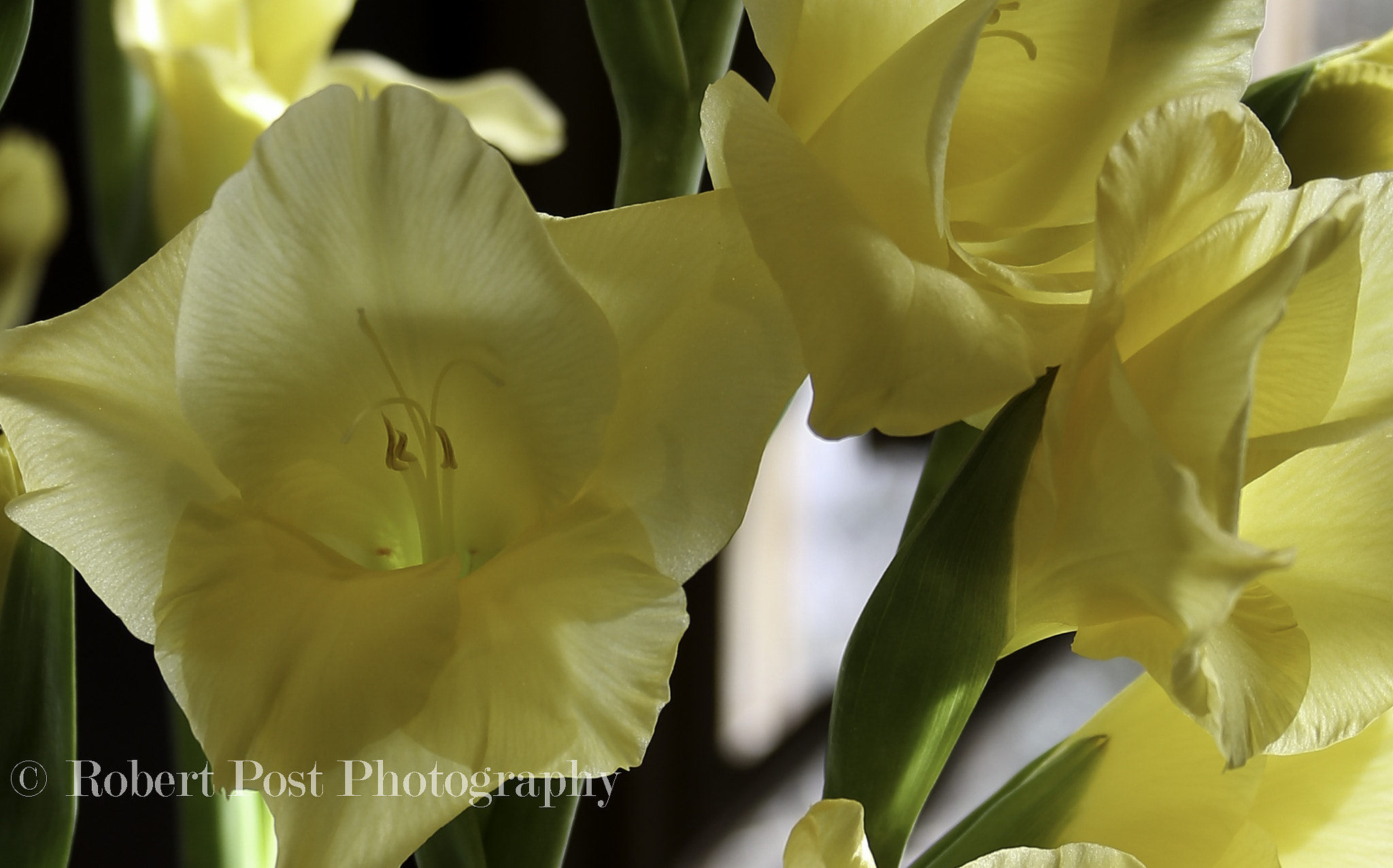 Canon EF 28-135mm F3.5-5.6 IS USM sample photo. Yellow gladiolus in macro photography