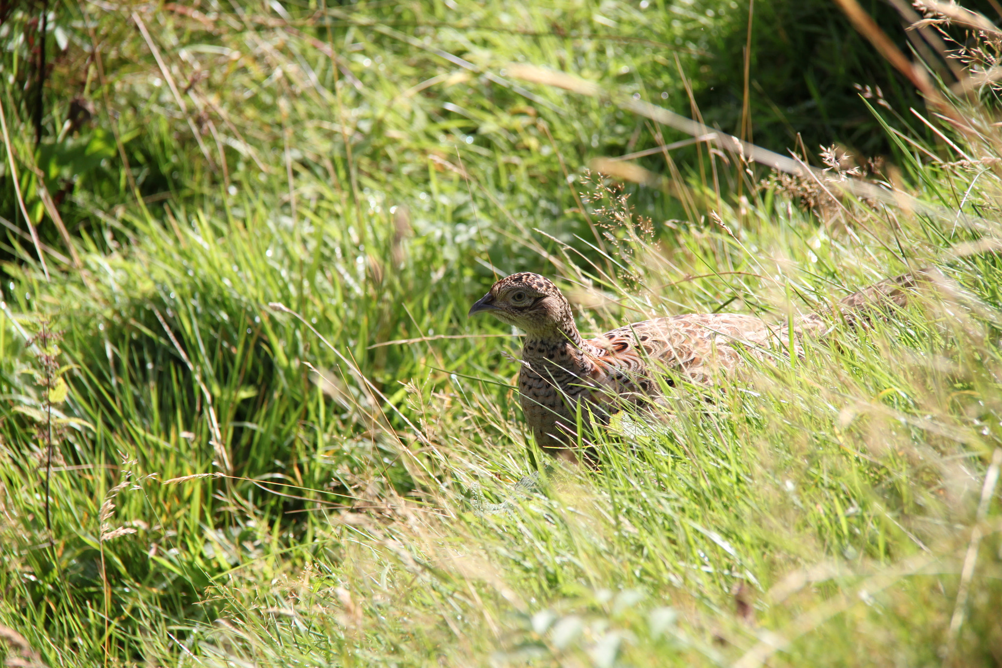 Canon EF-S 18-200mm F3.5-5.6 IS sample photo. Bird in grass photography