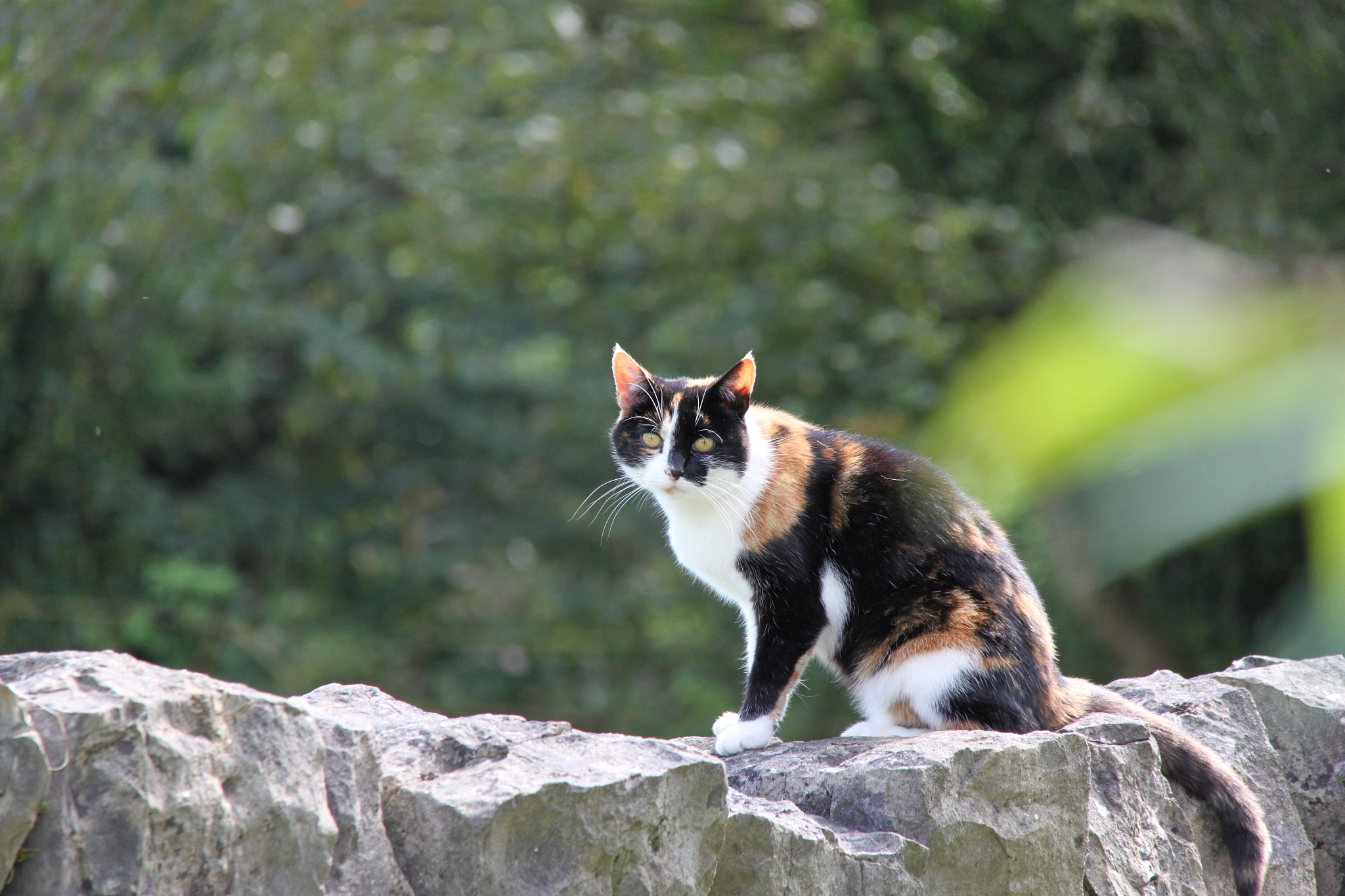 Canon EOS 500D (EOS Rebel T1i / EOS Kiss X3) + Canon EF-S 18-200mm F3.5-5.6 IS sample photo. Cat on stone fence photography