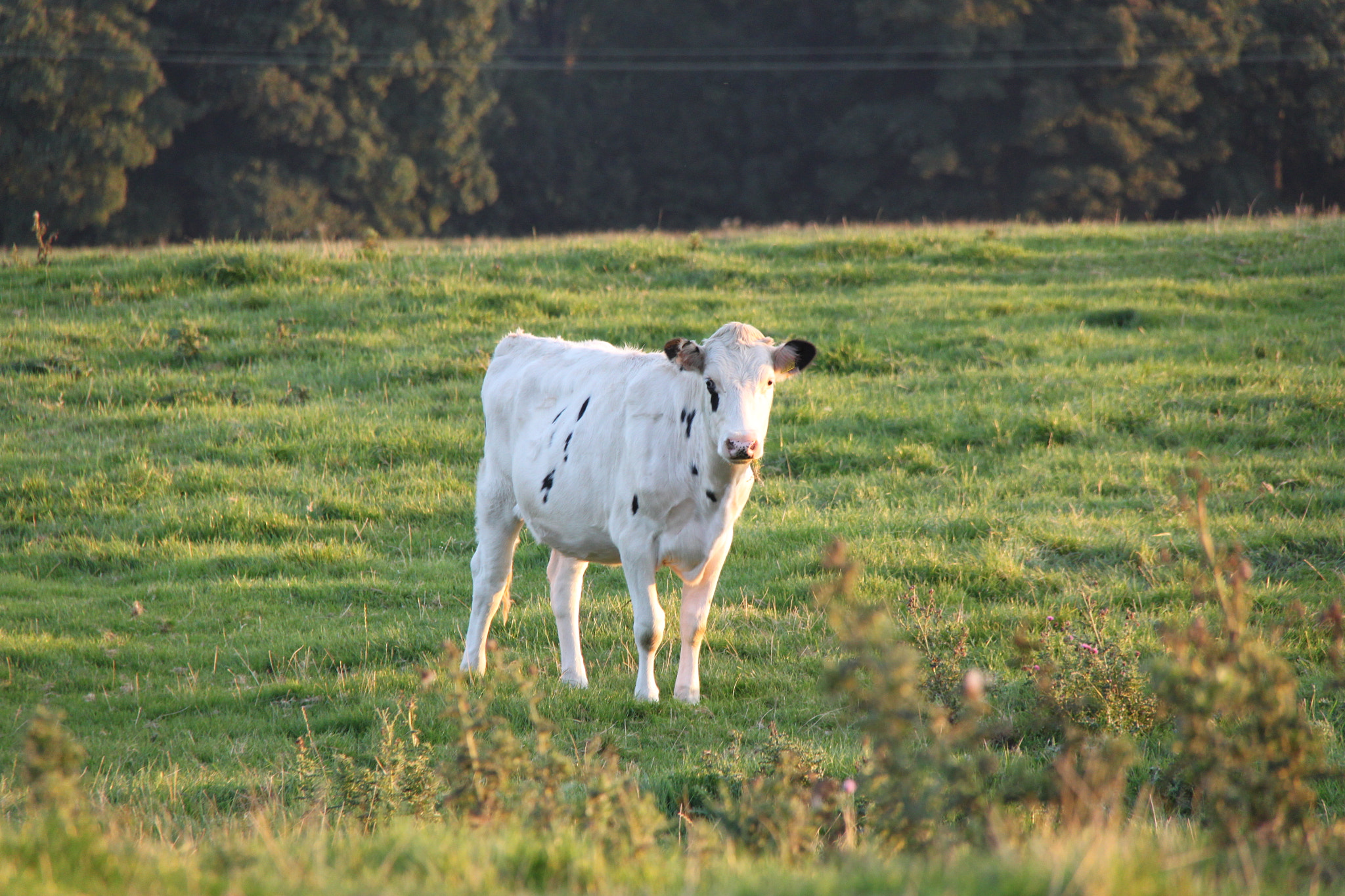 Canon EF-S 18-200mm F3.5-5.6 IS sample photo. Cow in a field photography