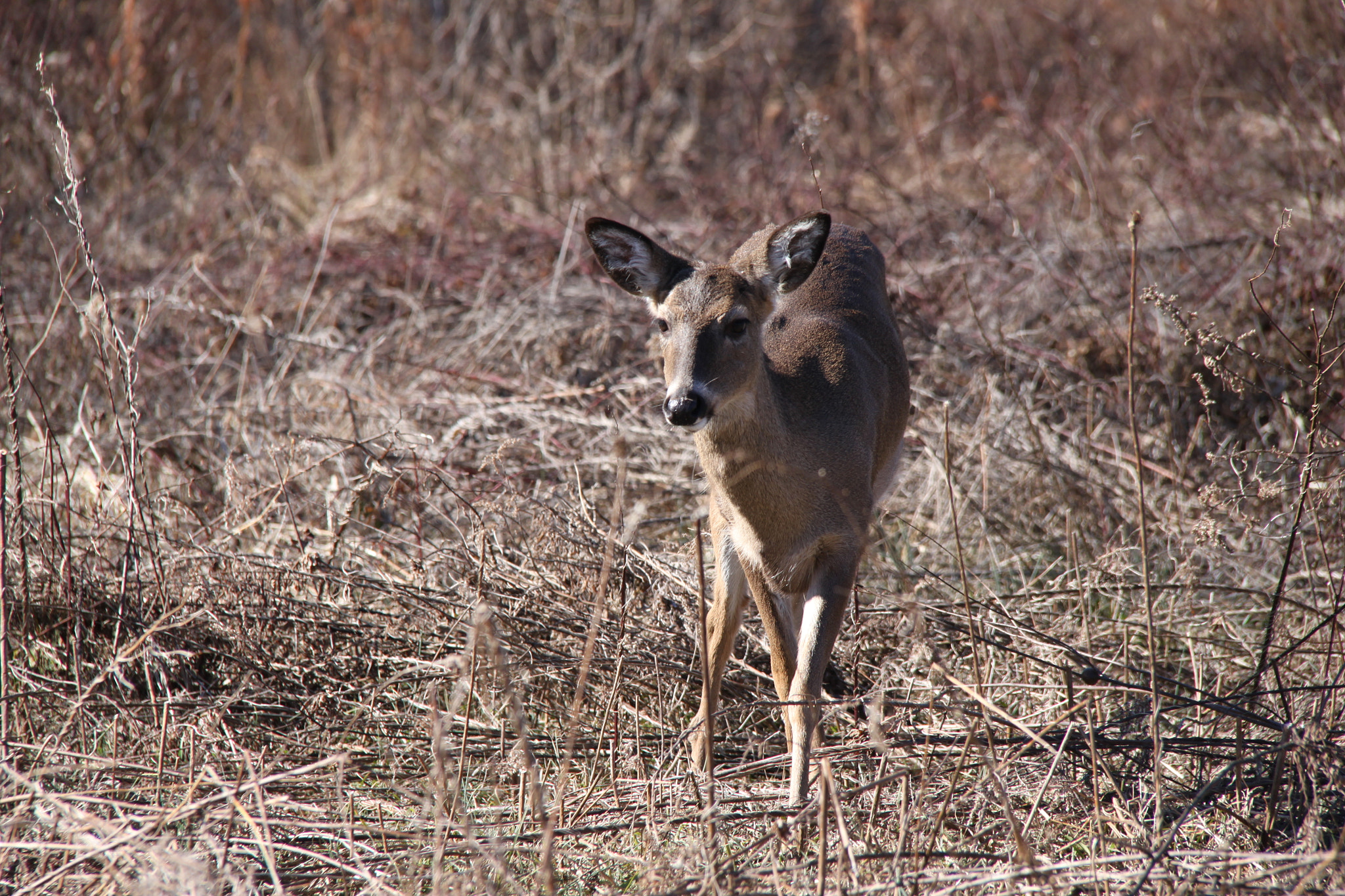 Canon EF-S 18-200mm F3.5-5.6 IS sample photo. Deer in field photography