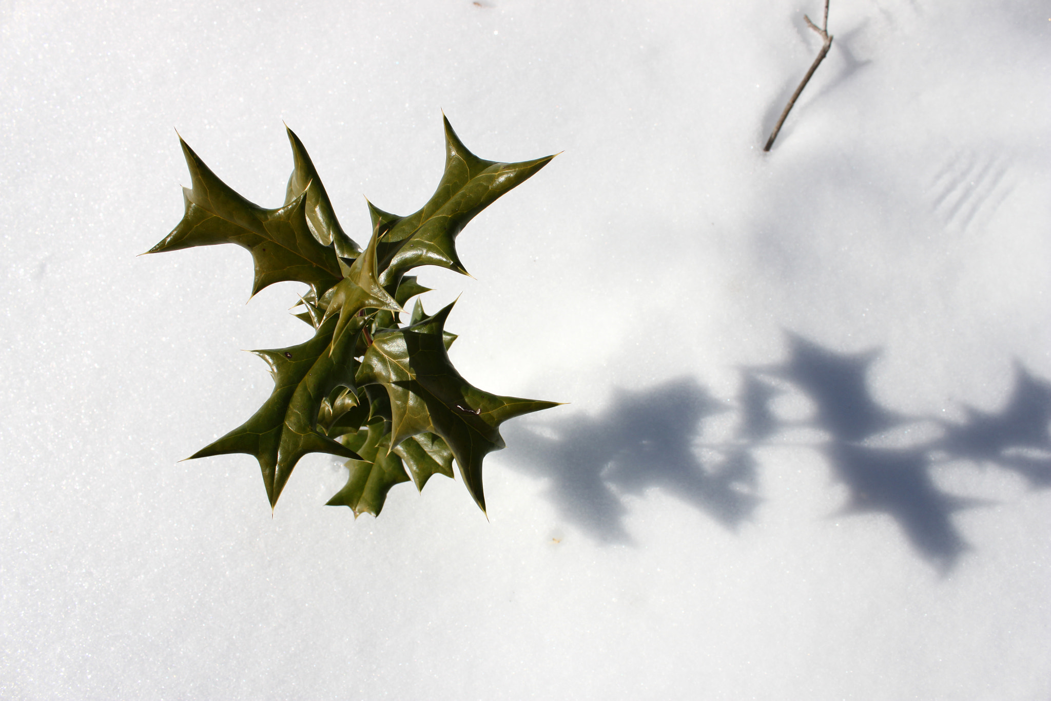 Canon EF-S 18-55mm F3.5-5.6 IS sample photo. Holly in the snow photography