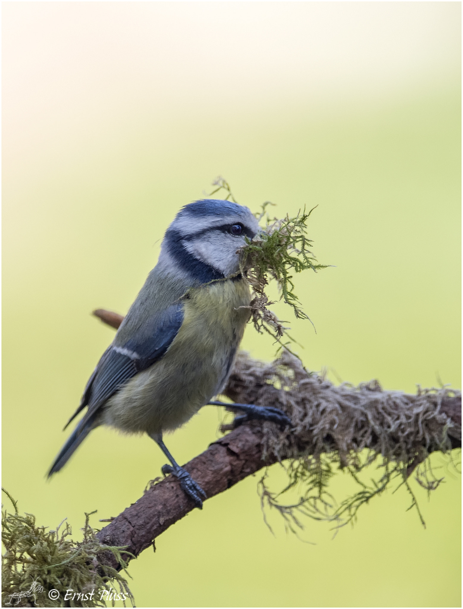 Nikon D5 sample photo. Nest-building photography