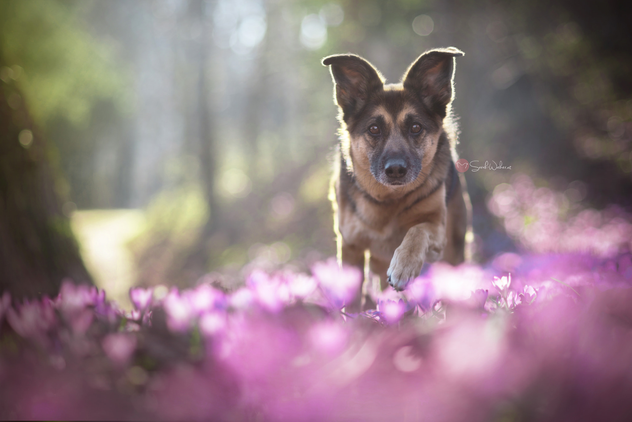 Nikon AF Nikkor 85mm F1.8D sample photo. Springiscoming photography